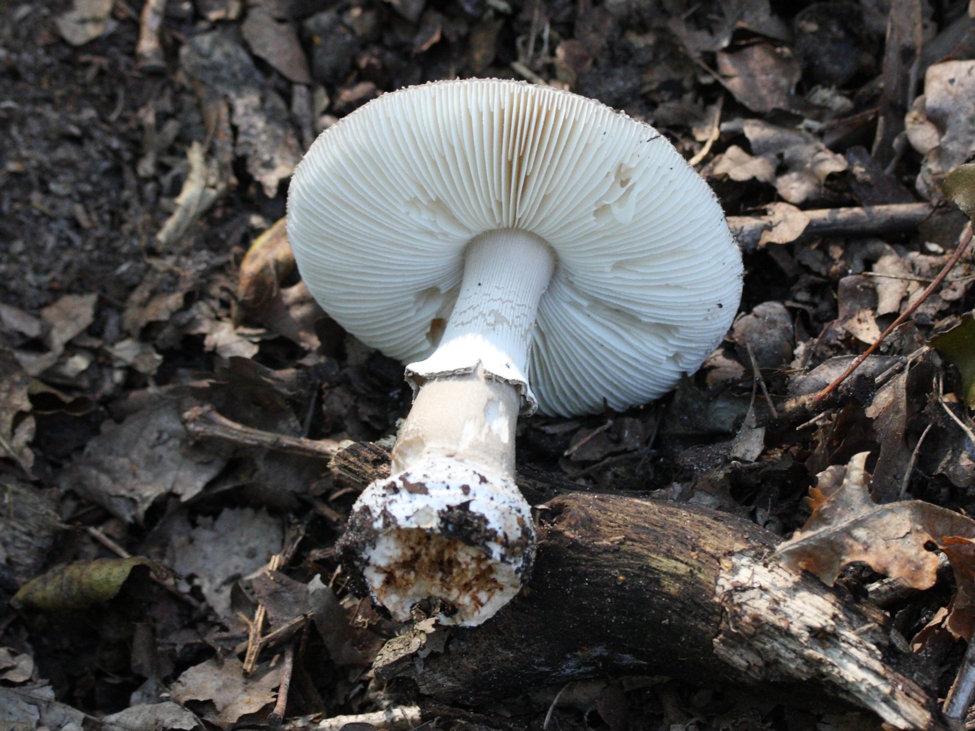 Afficher le média amanita_excelsa_spissa4bd amanita_excelsa_spissa4bd