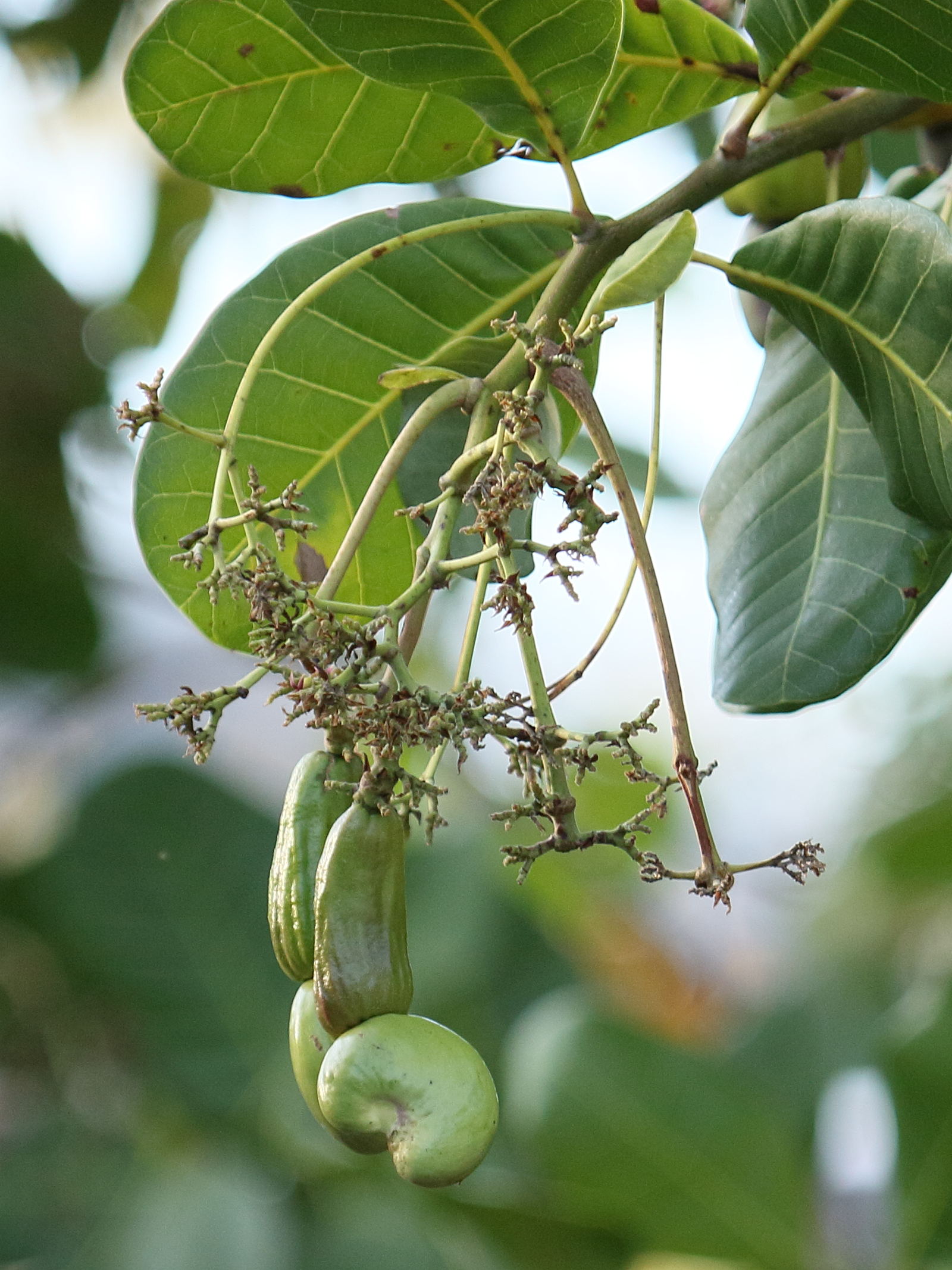 Afficher le média anacardium_occidentale10db anacardium_occidentale10db