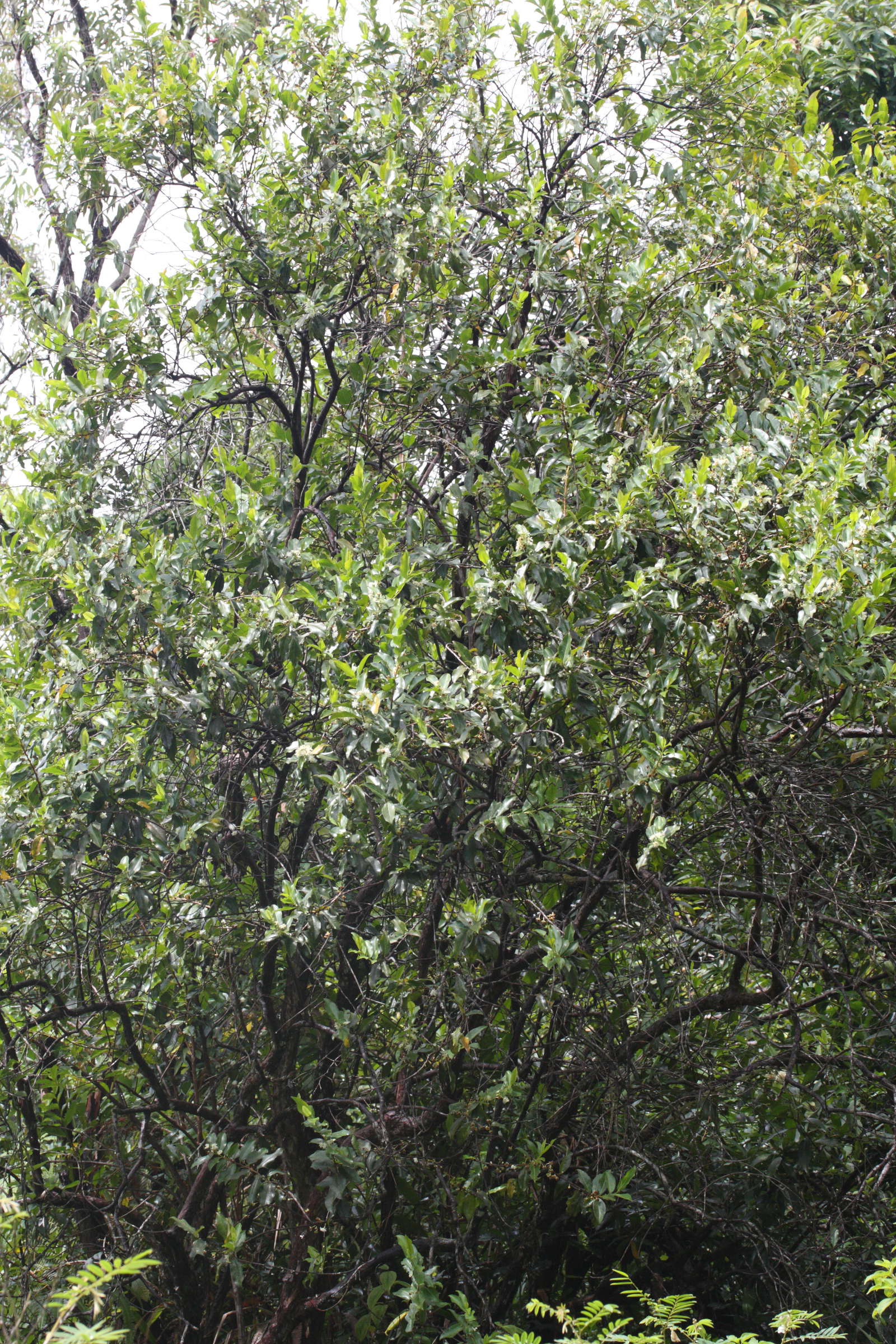 aphloia_theiformis7md