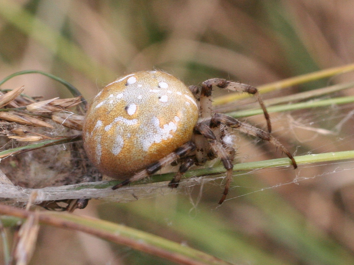 araneus_quadratus3md