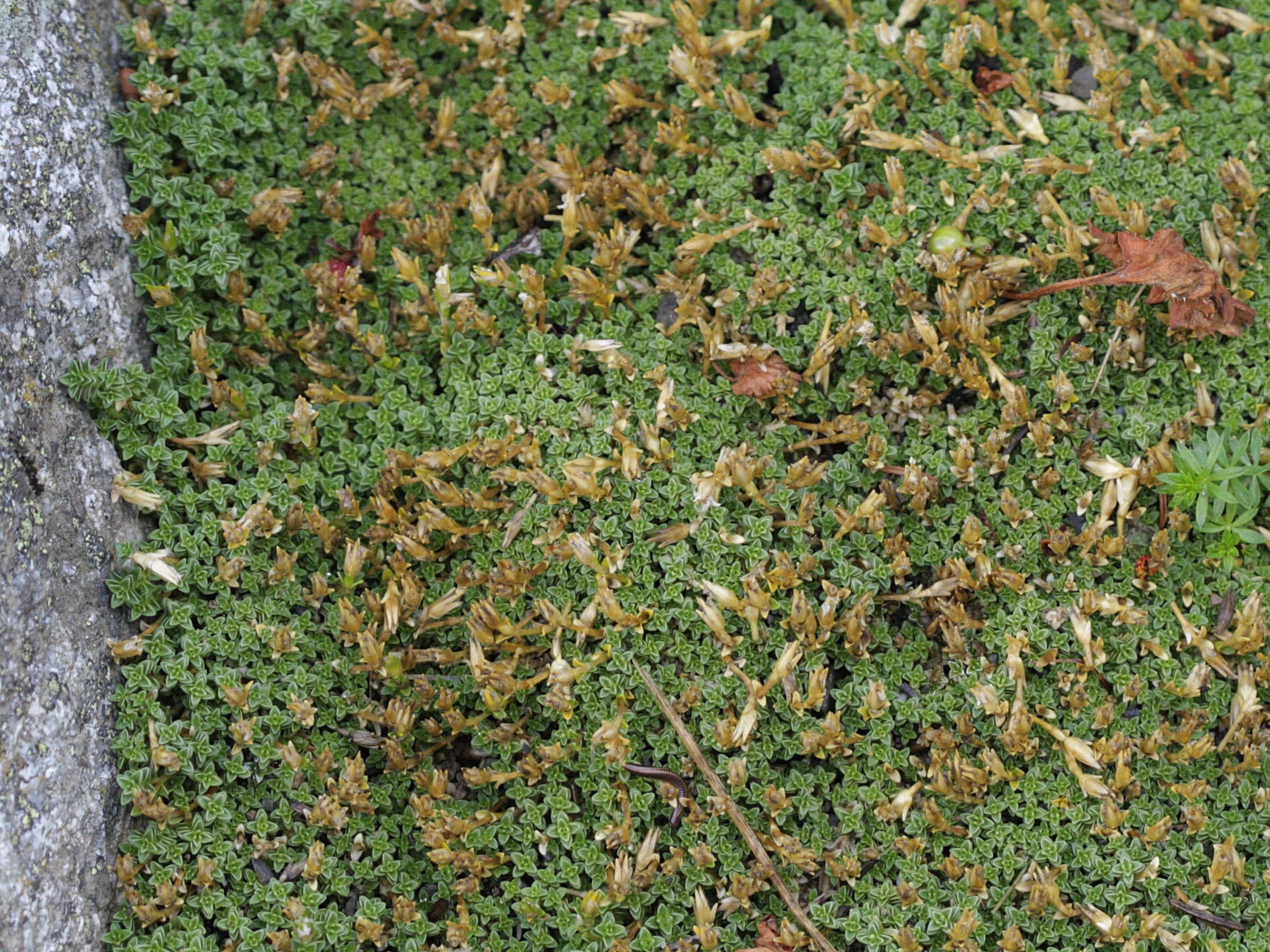 arenaria_tetraquetra1bd