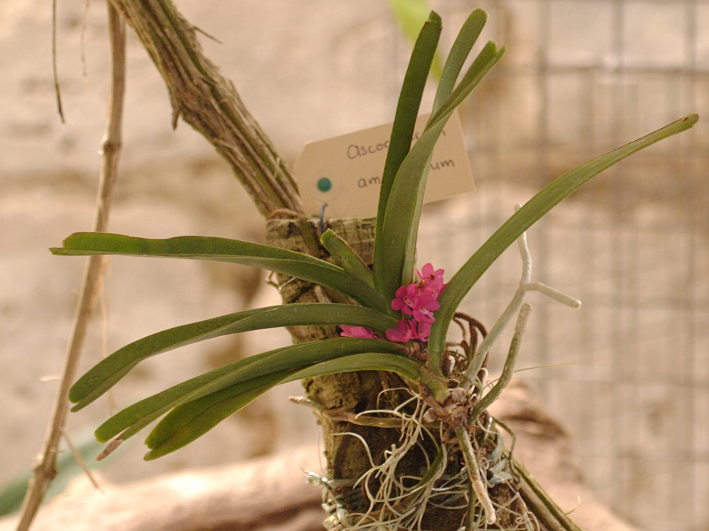 Afficher le média ascocentrum_ampullaceum1bd ascocentrum_ampullaceum1bd