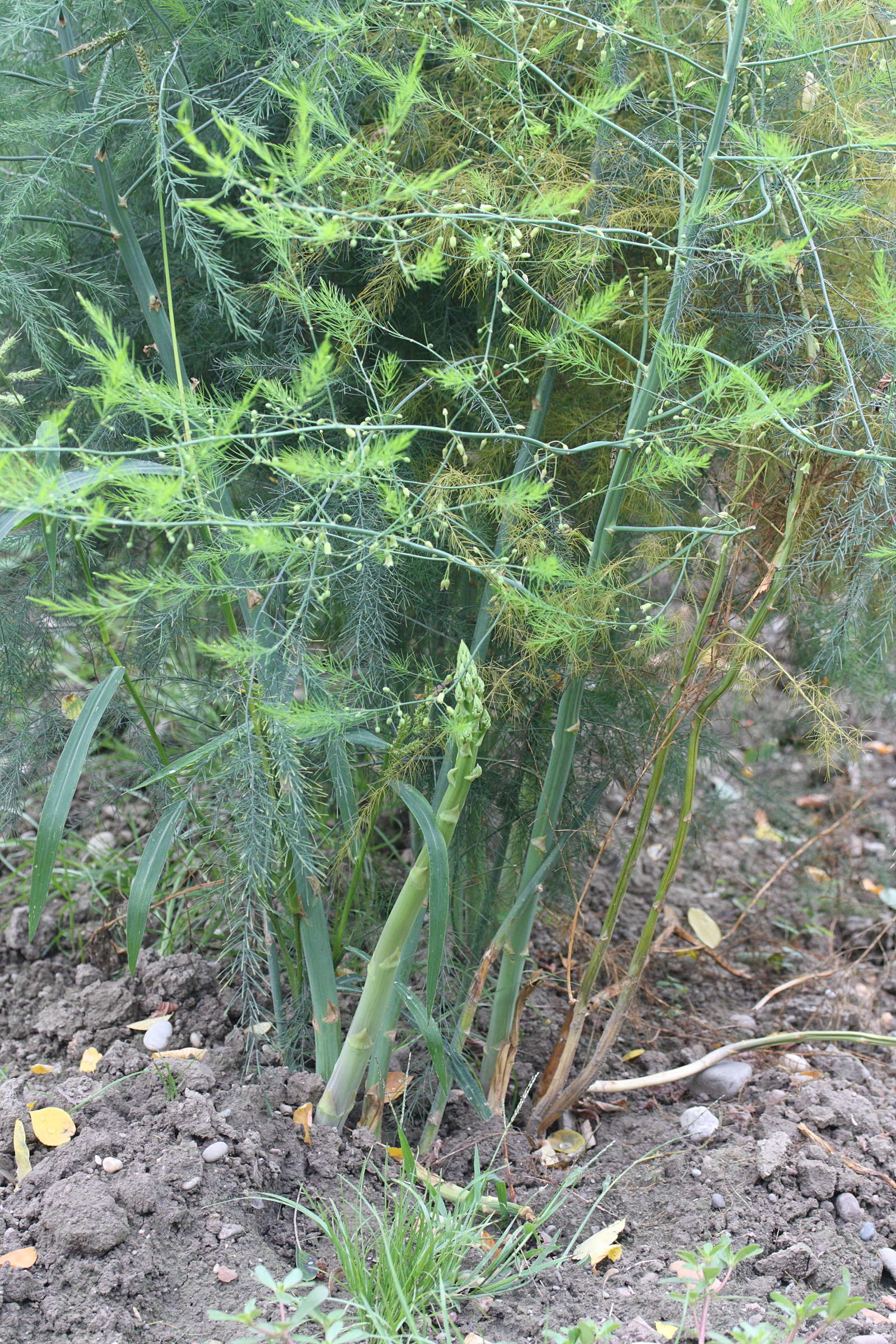 Asparagus_officinalis