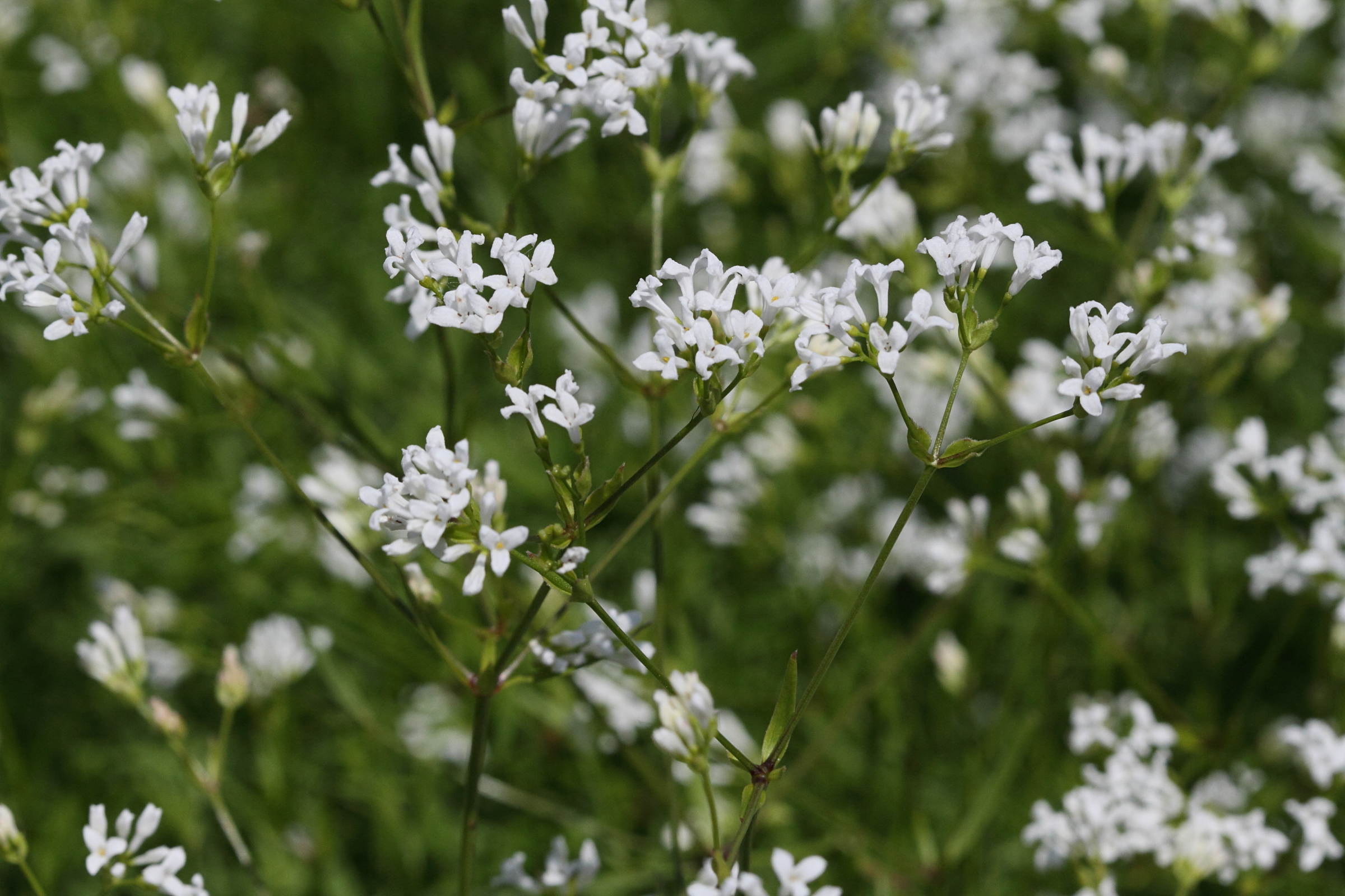 asperula_tinctoria1bd