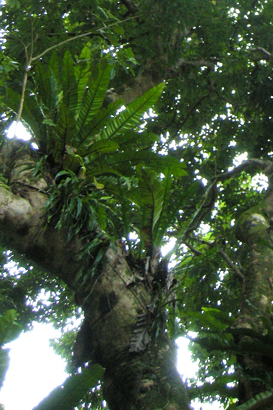 Afficher le média asplenium_nidus2md asplenium_nidus2md