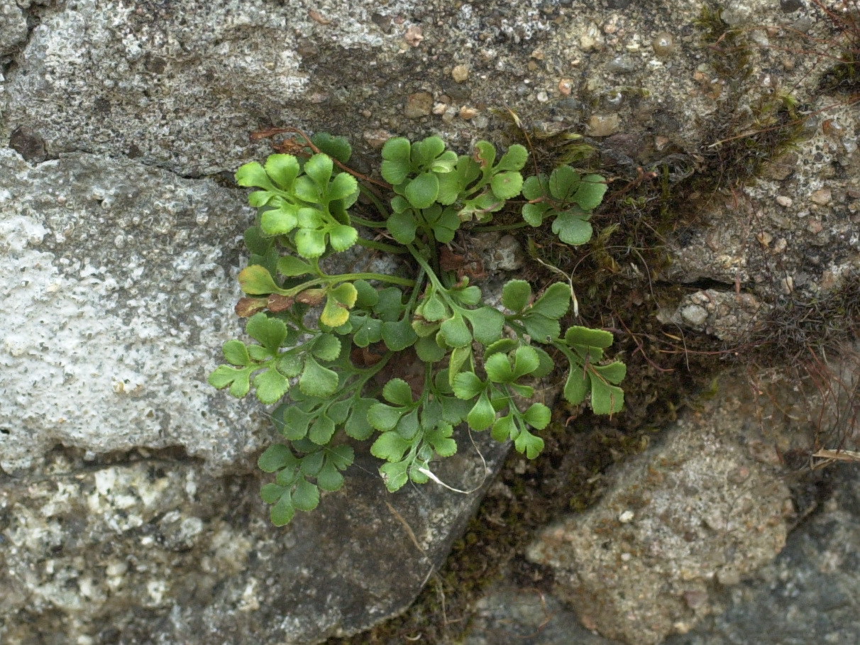 asplenium_ruta-muraria3md