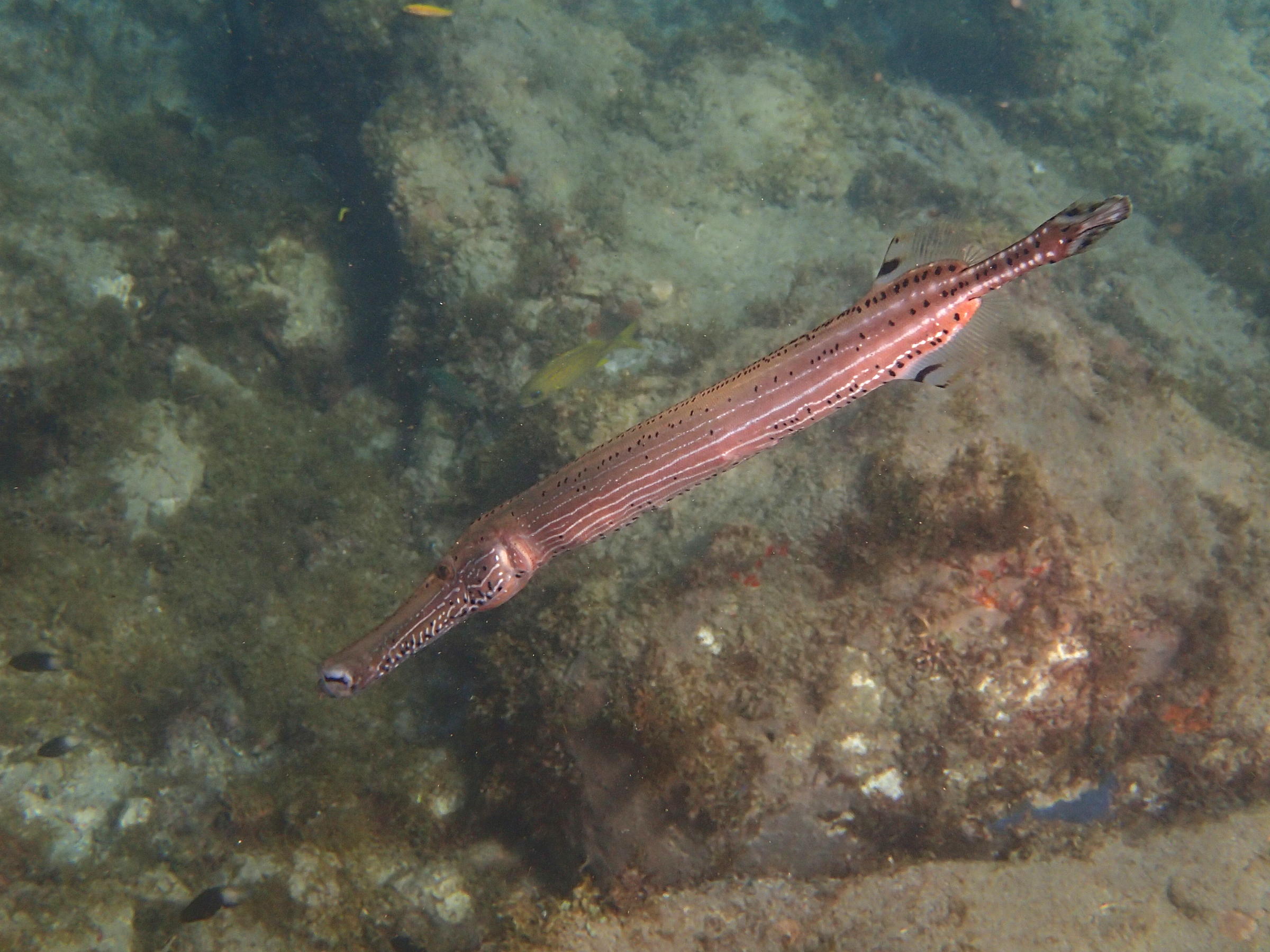 aulostomus_maculatus3sd