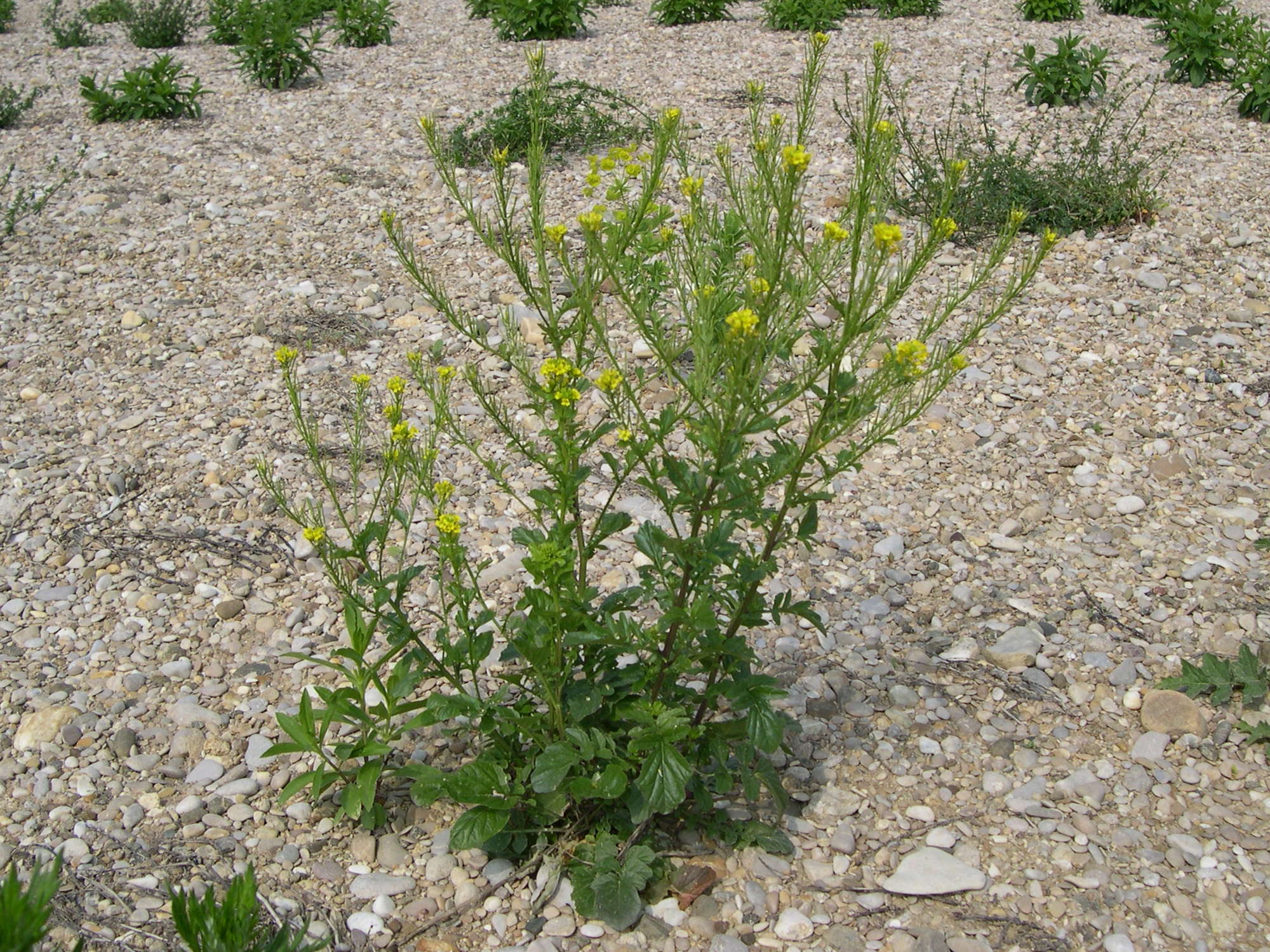 barbarea_intermedia1md