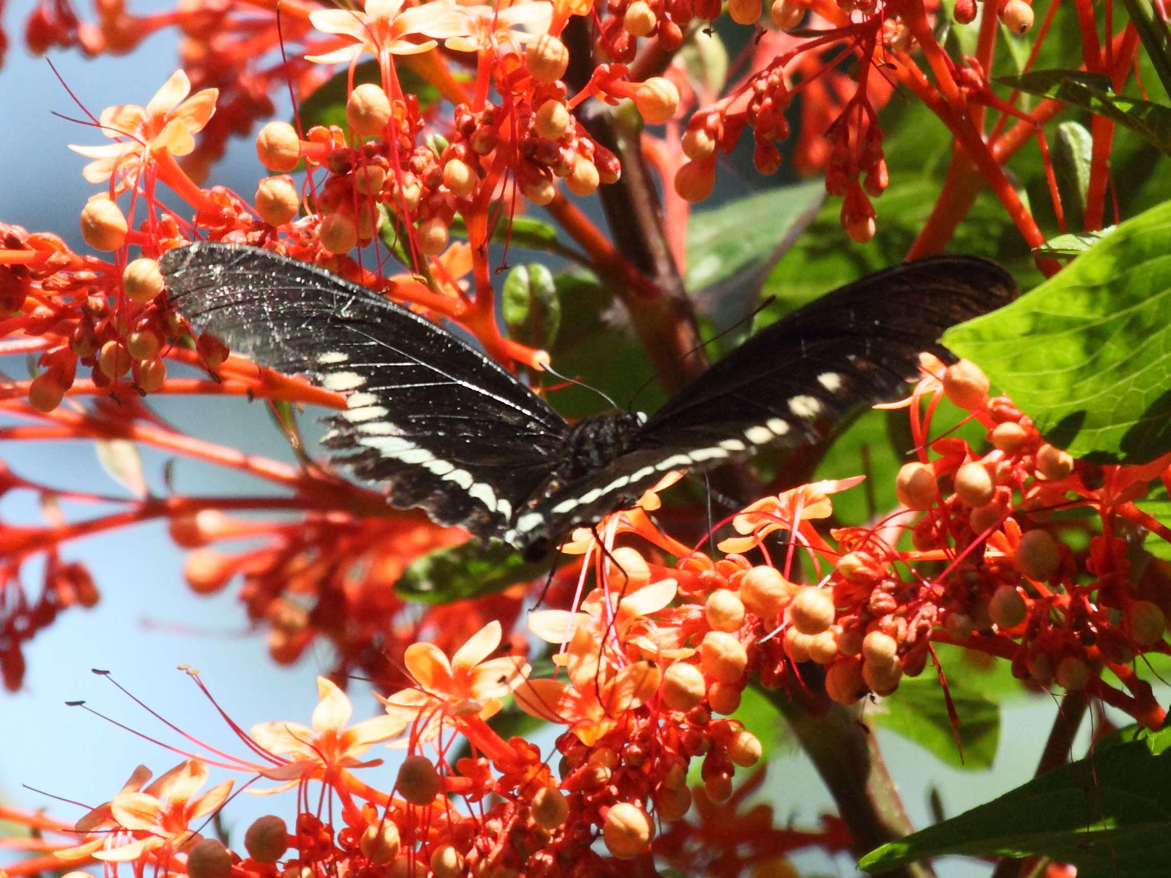 battus_polydamas_neodamas1bd