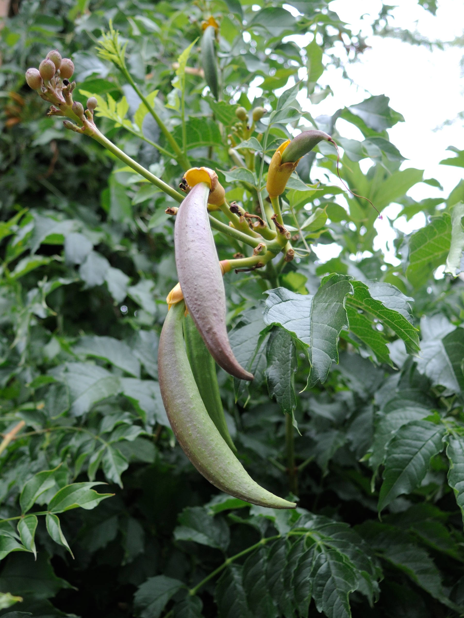 Afficher le média bignonia_grandiflora4md bignonia_grandiflora4md