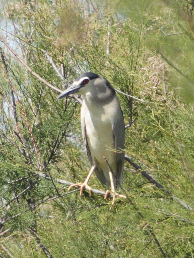 bihoreau_gris_-_nycticorax_nycticorax7md