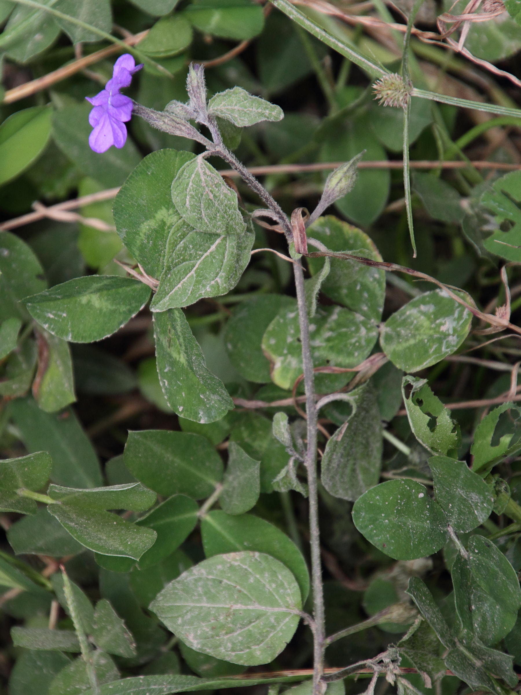 browallia_americana4md