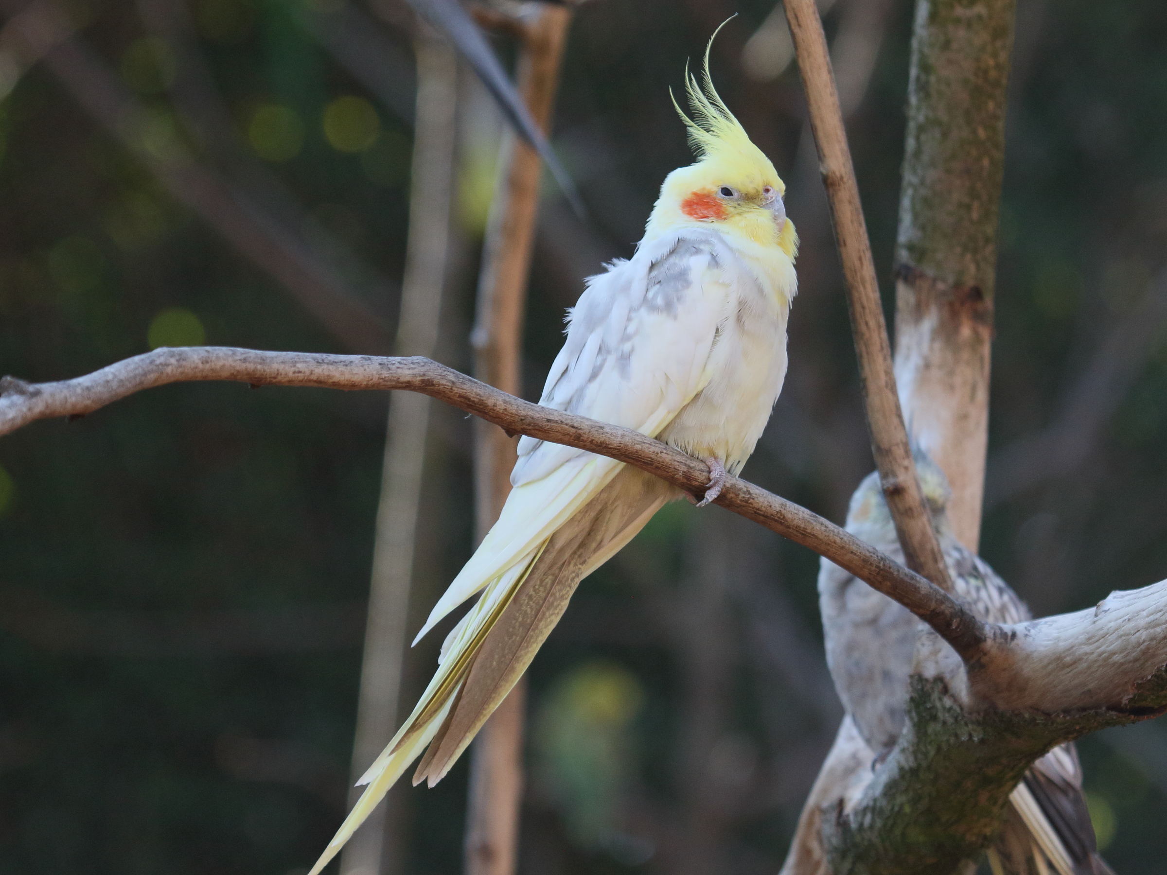 calopsite_elegante_-_nymphicus_hollandicus4bd