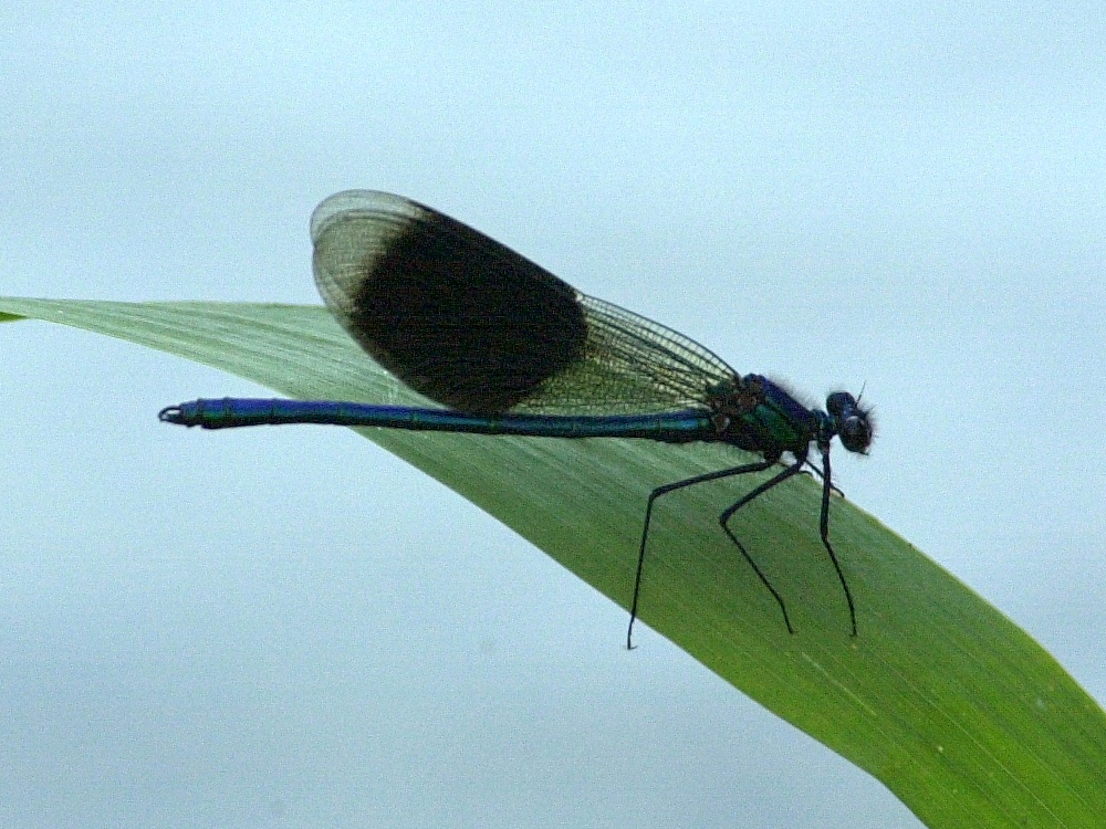 calopteryx_splendens2bmd