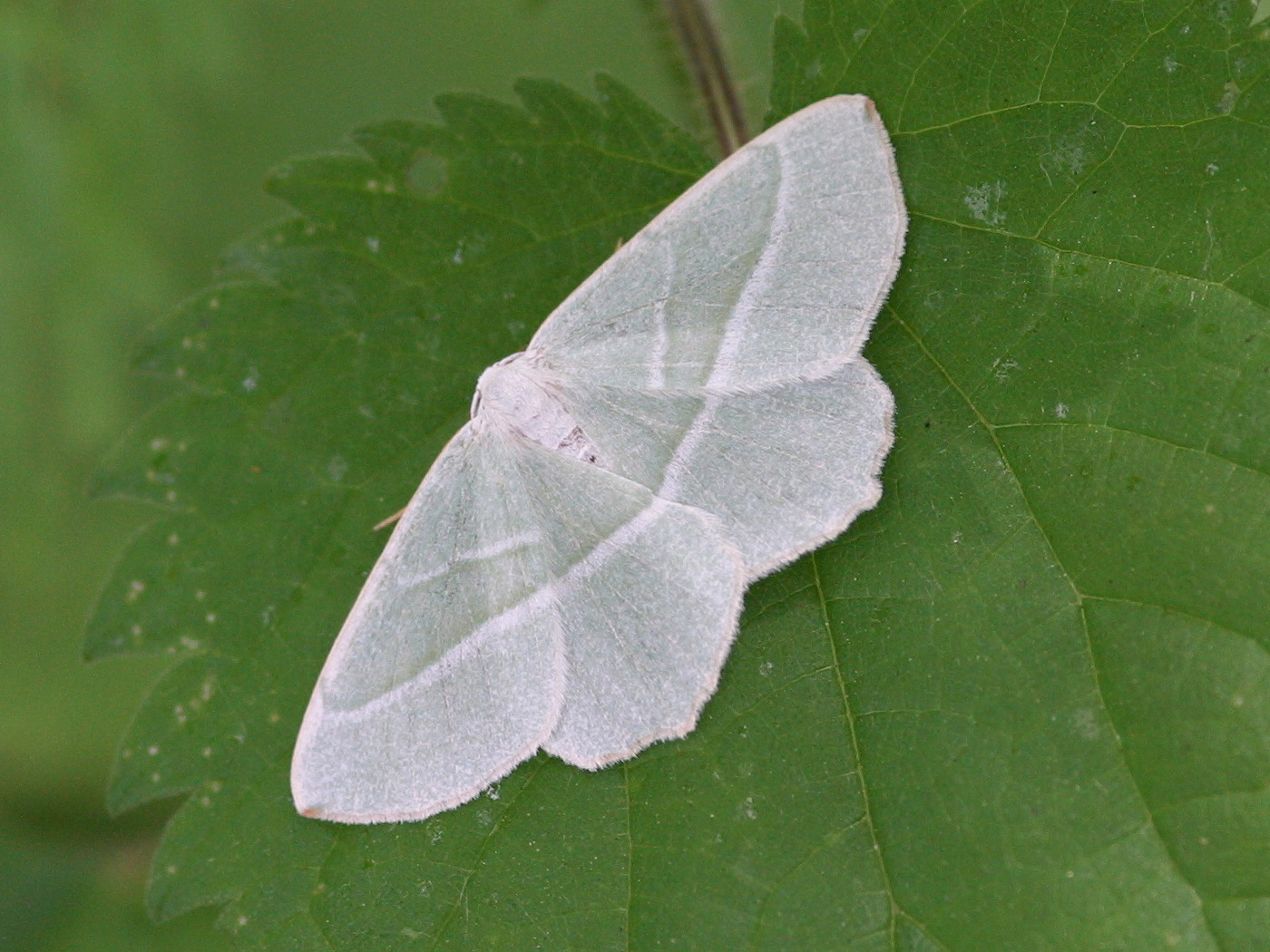 campaea_margaritata1bd