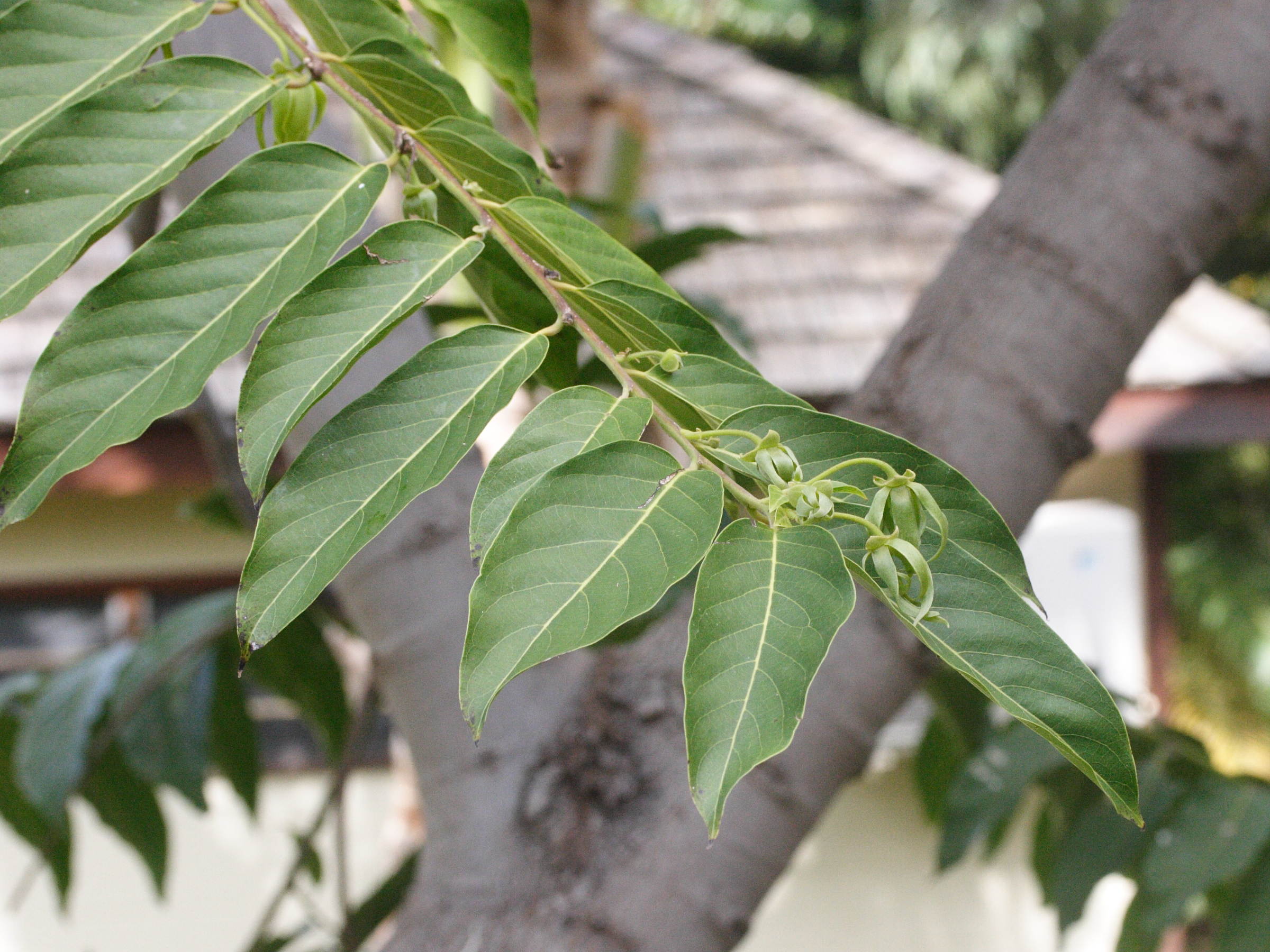 Afficher le média cananga_odorata3md cananga_odorata3md