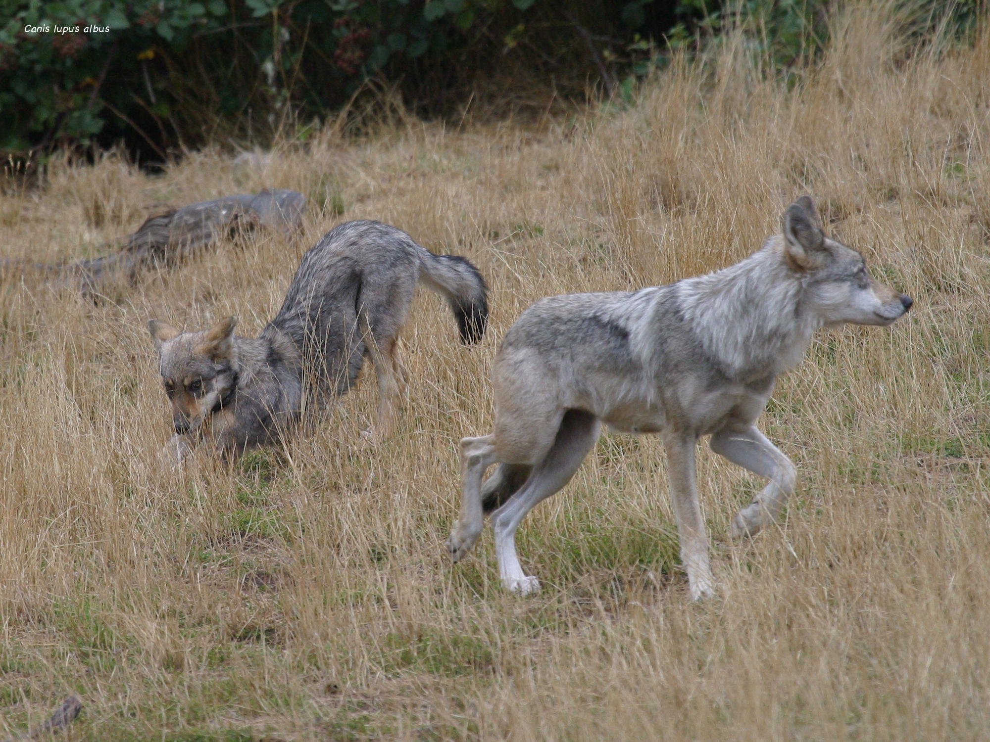 canis_lupus_albus3BD