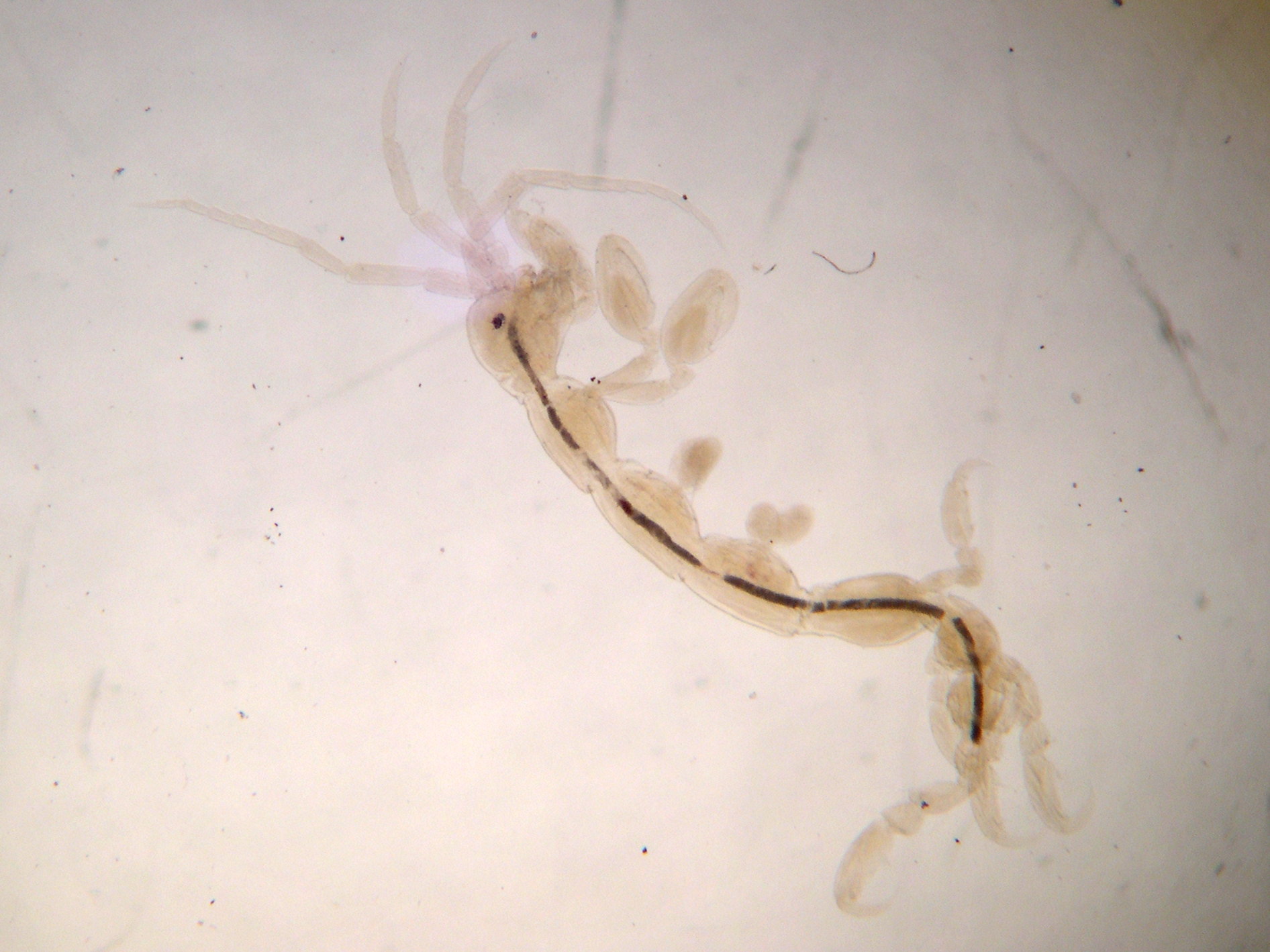 caprella_linearis1md