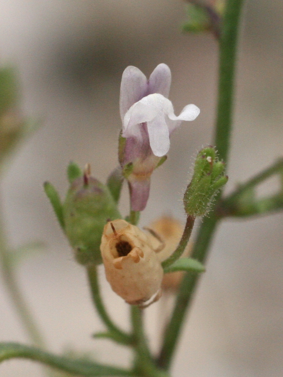 Afficher le média chaenorrhinum_minus2md chaenorrhinum_minus2md