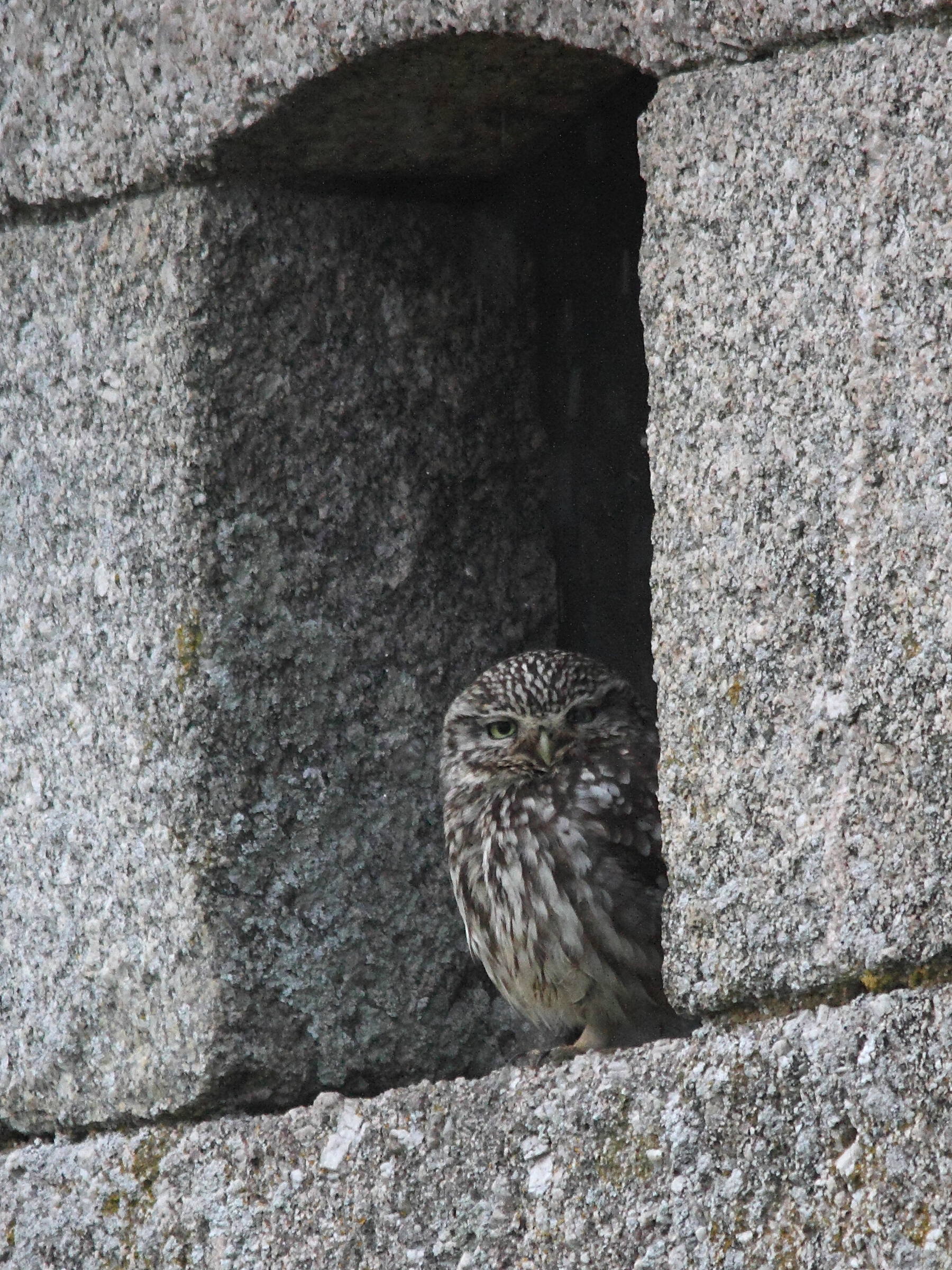 cheveche_d-athena_-_athene_noctua4md