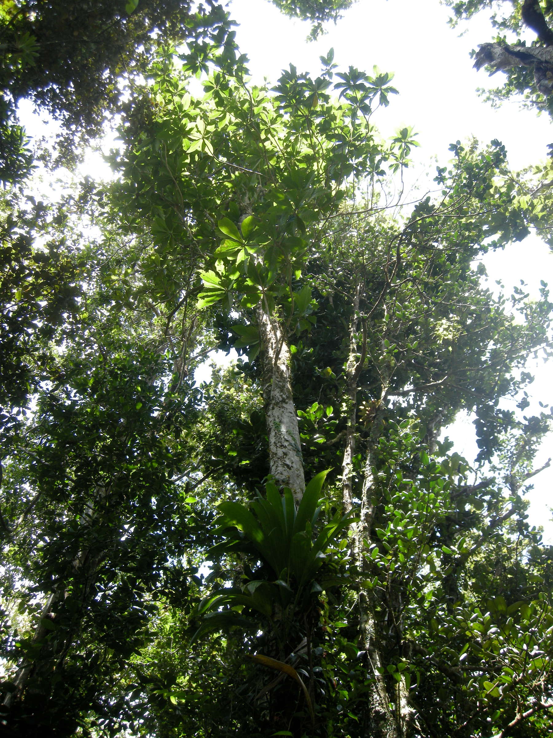 Afficher le média chimarrhis_cymosa1md chimarrhis_cymosa1md