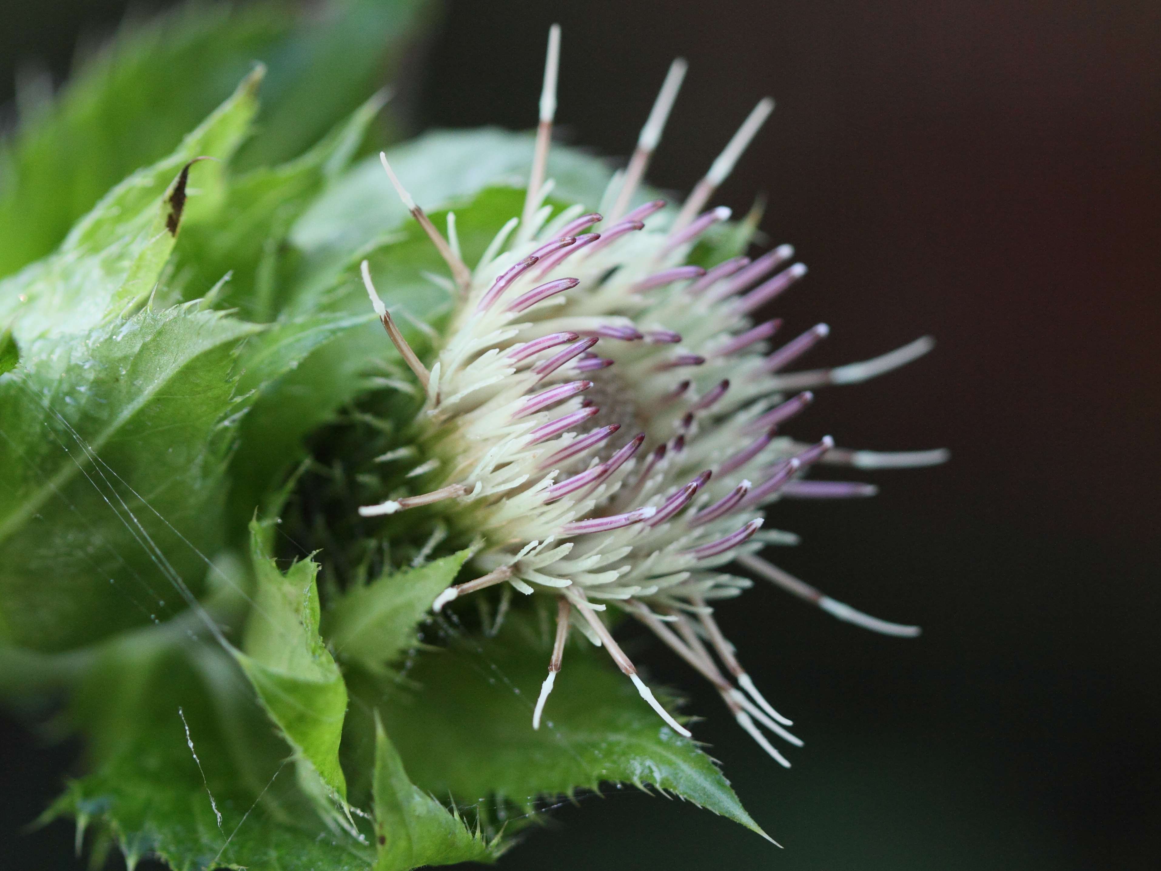 Afficher le média cirsium_oleraceum8bd cirsium_oleraceum8bd