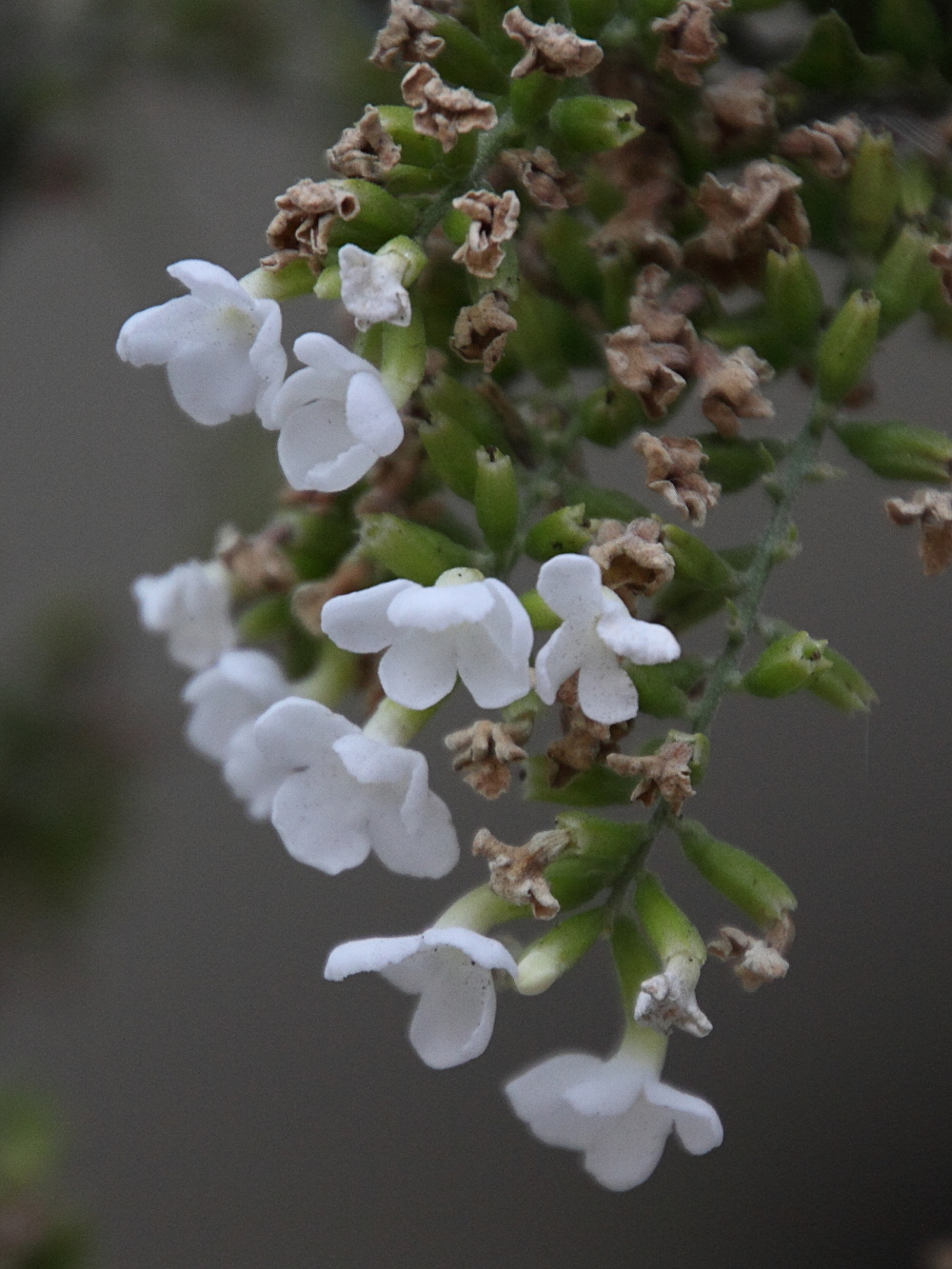 citharexylum_donnell-smithii6md