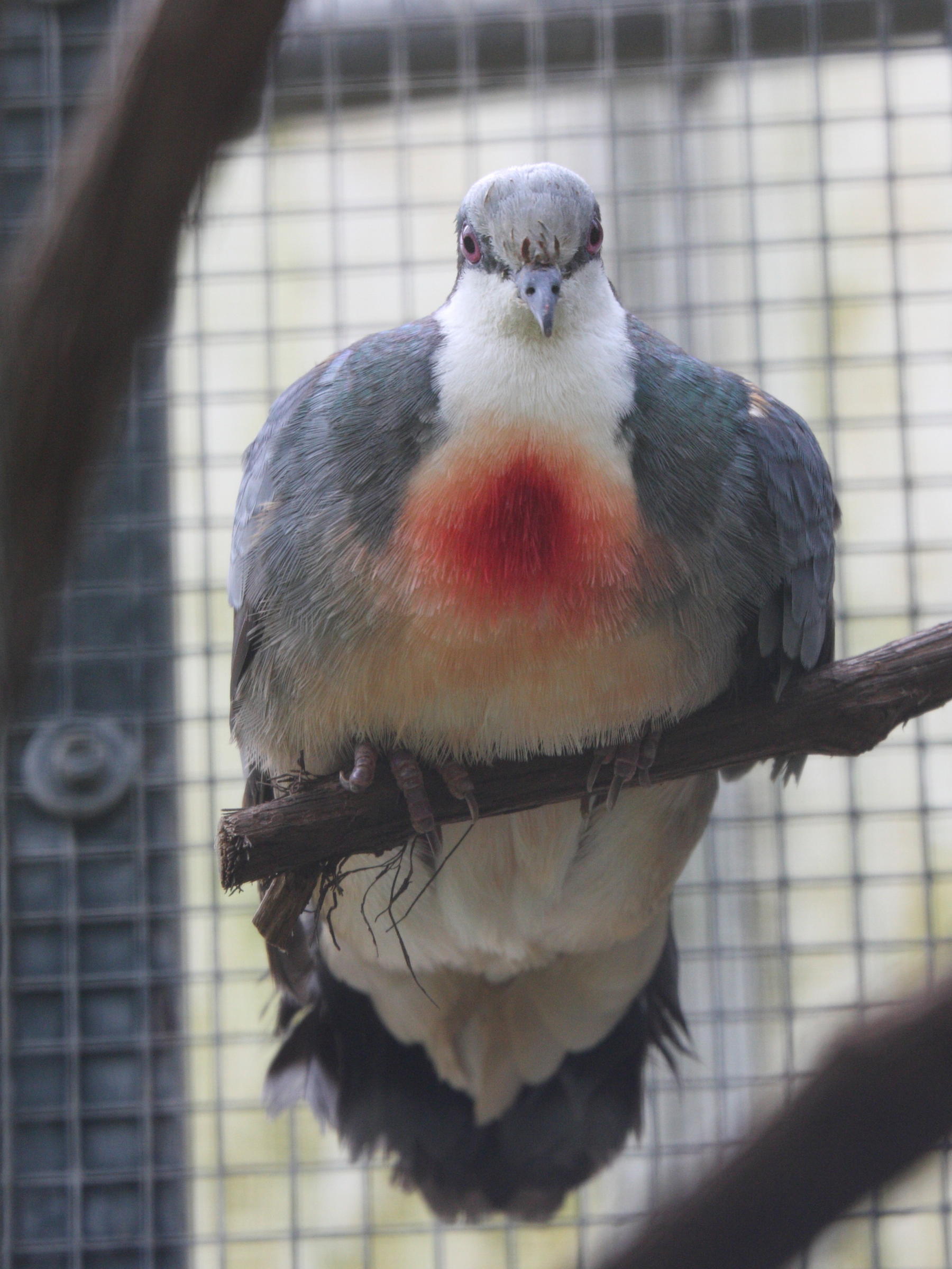 Afficher le média colombe_poignardee_-_gallicolumba_luzonica2md colombe_poignardee_-_gallicolumba_luzonica2md