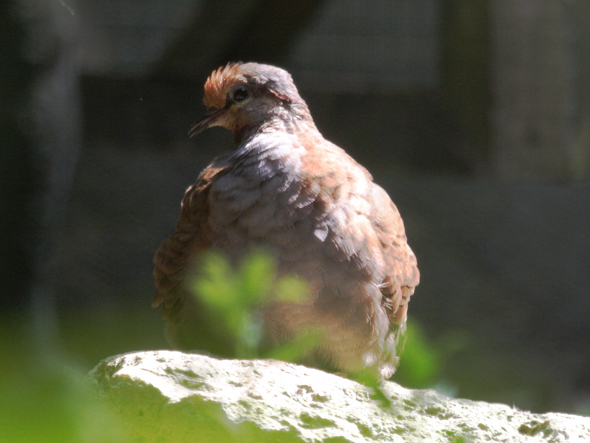 colombine_elegante_-_phaps_elegans1bd