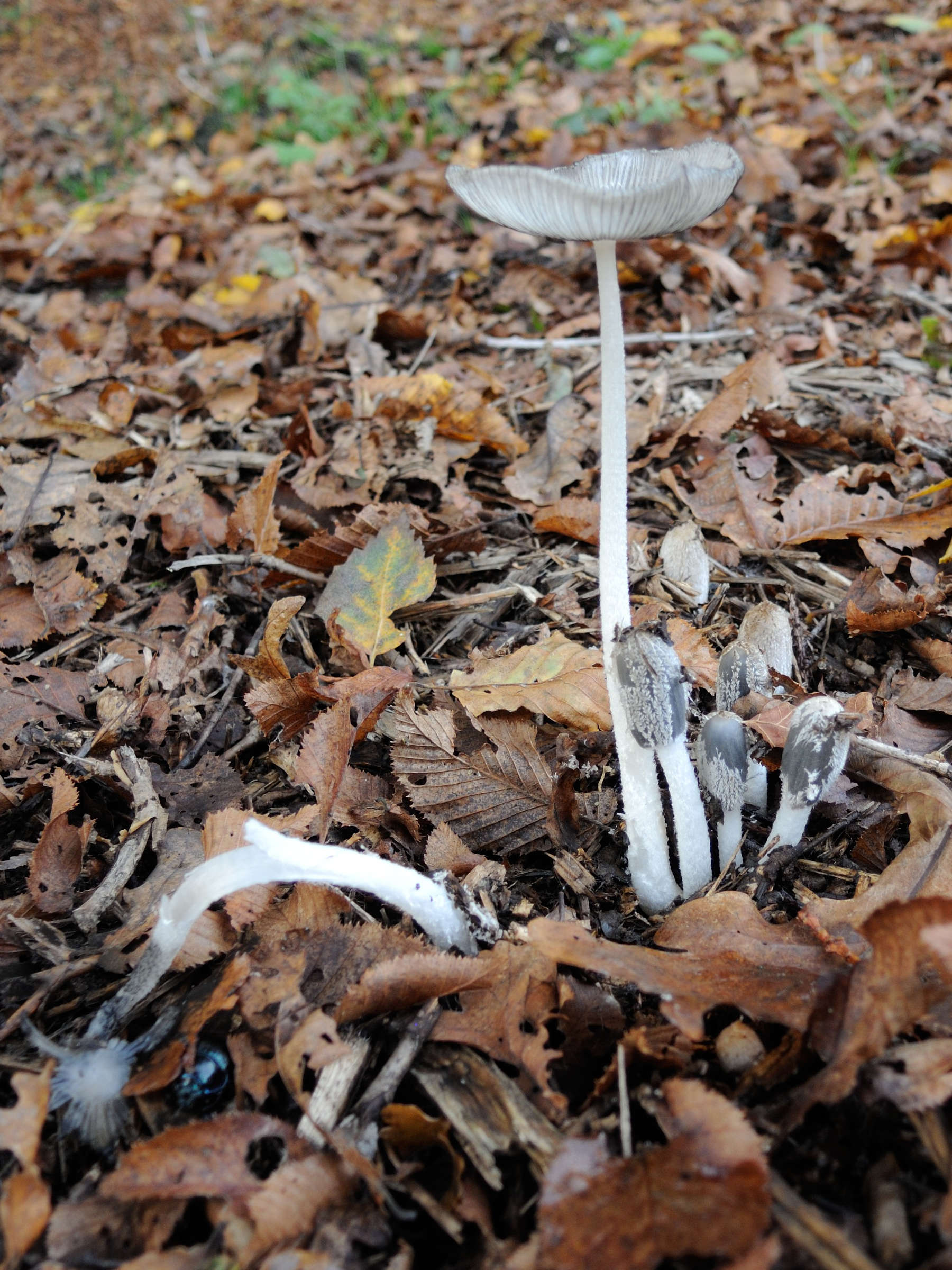 Afficher le média coprinopsis_lagopus5md coprinopsis_lagopus5md
