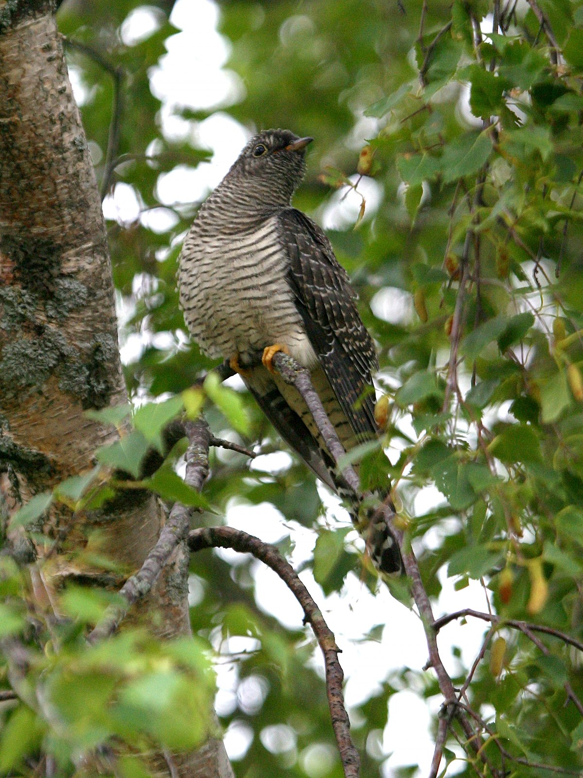 coucou_gris_-_cuculus_canorus3md