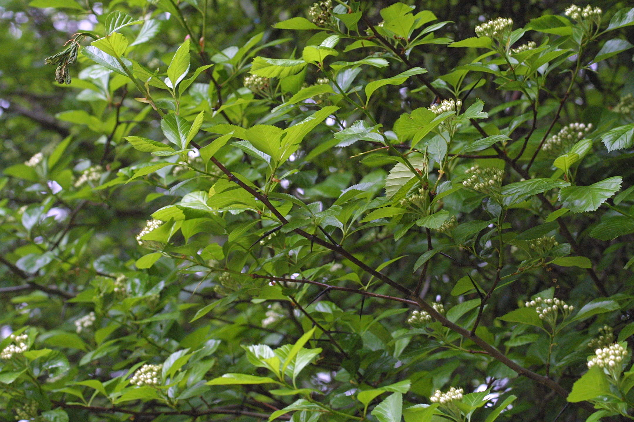 Crataegus_crus-galli