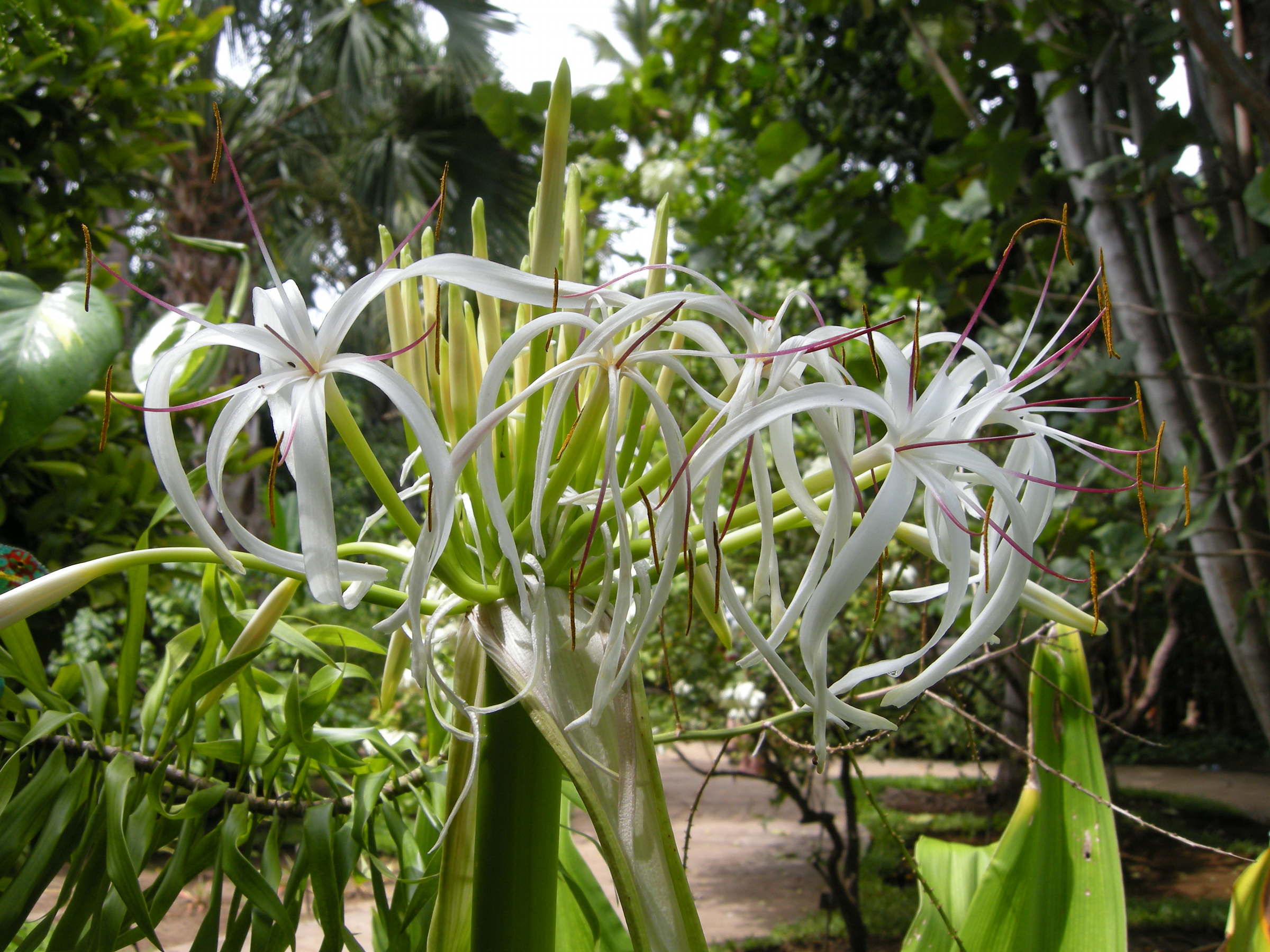 crinum_asiaticum2md