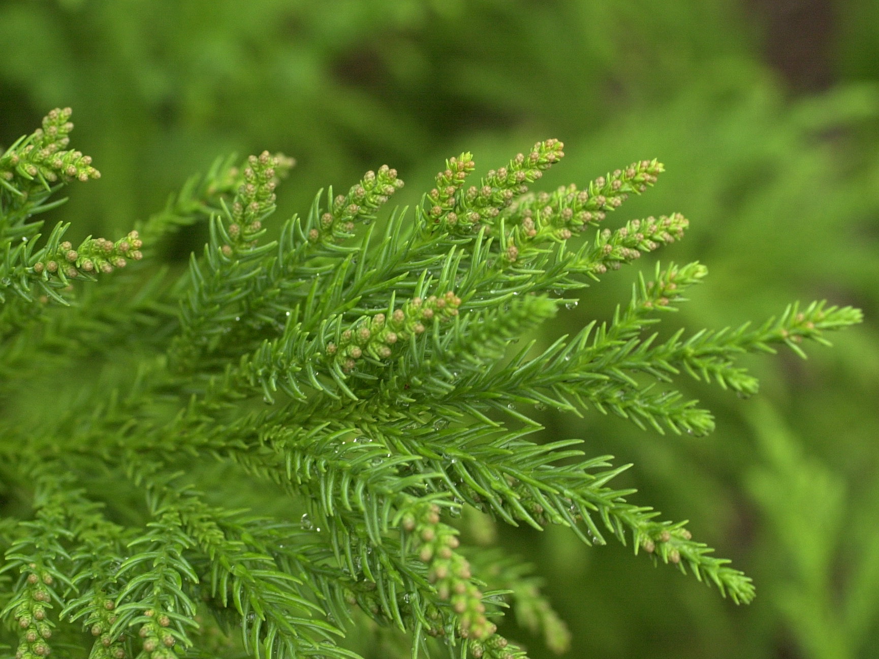 cryptomeria_japonica3md