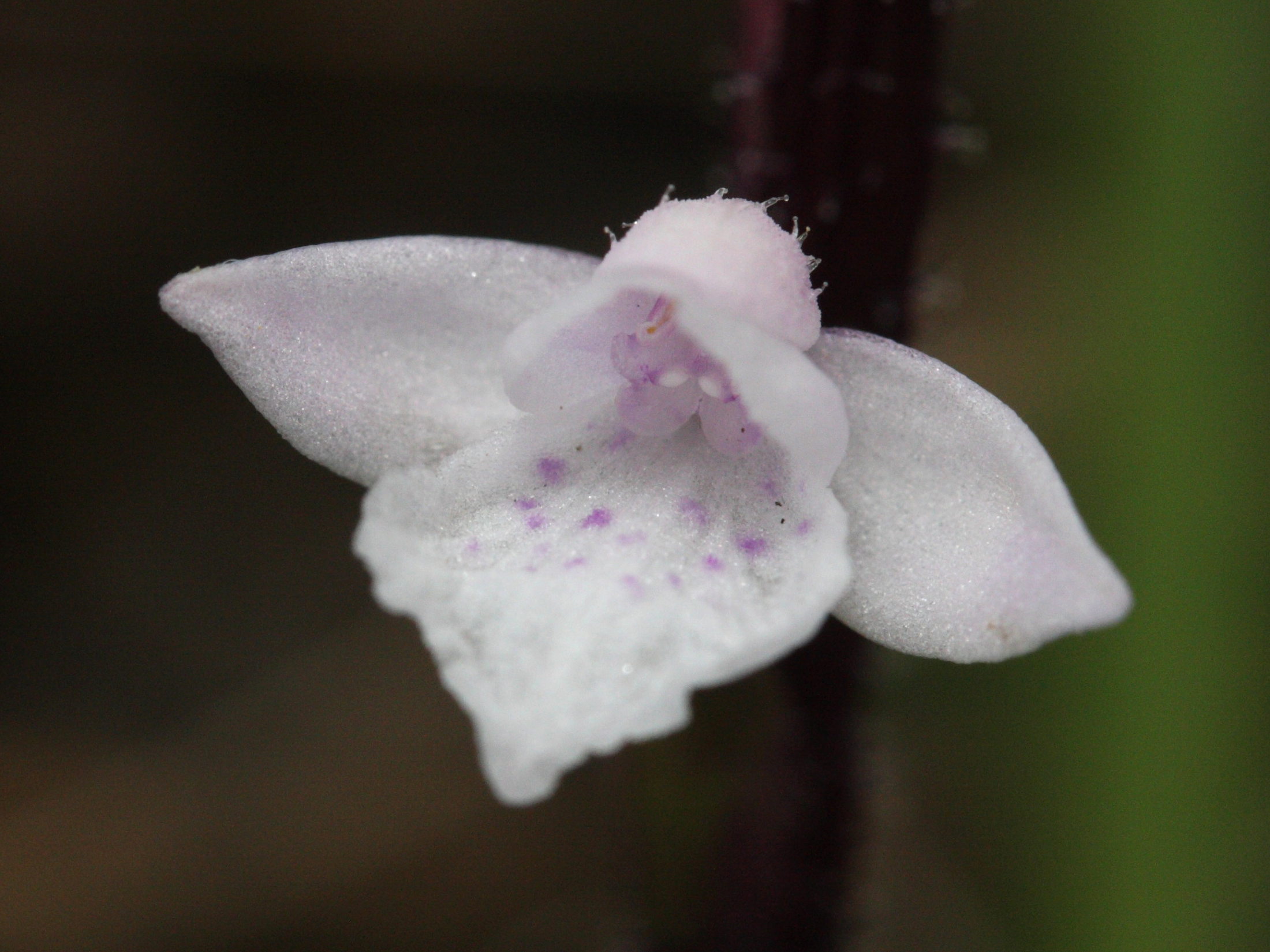 cynorkis_breviplectra3md