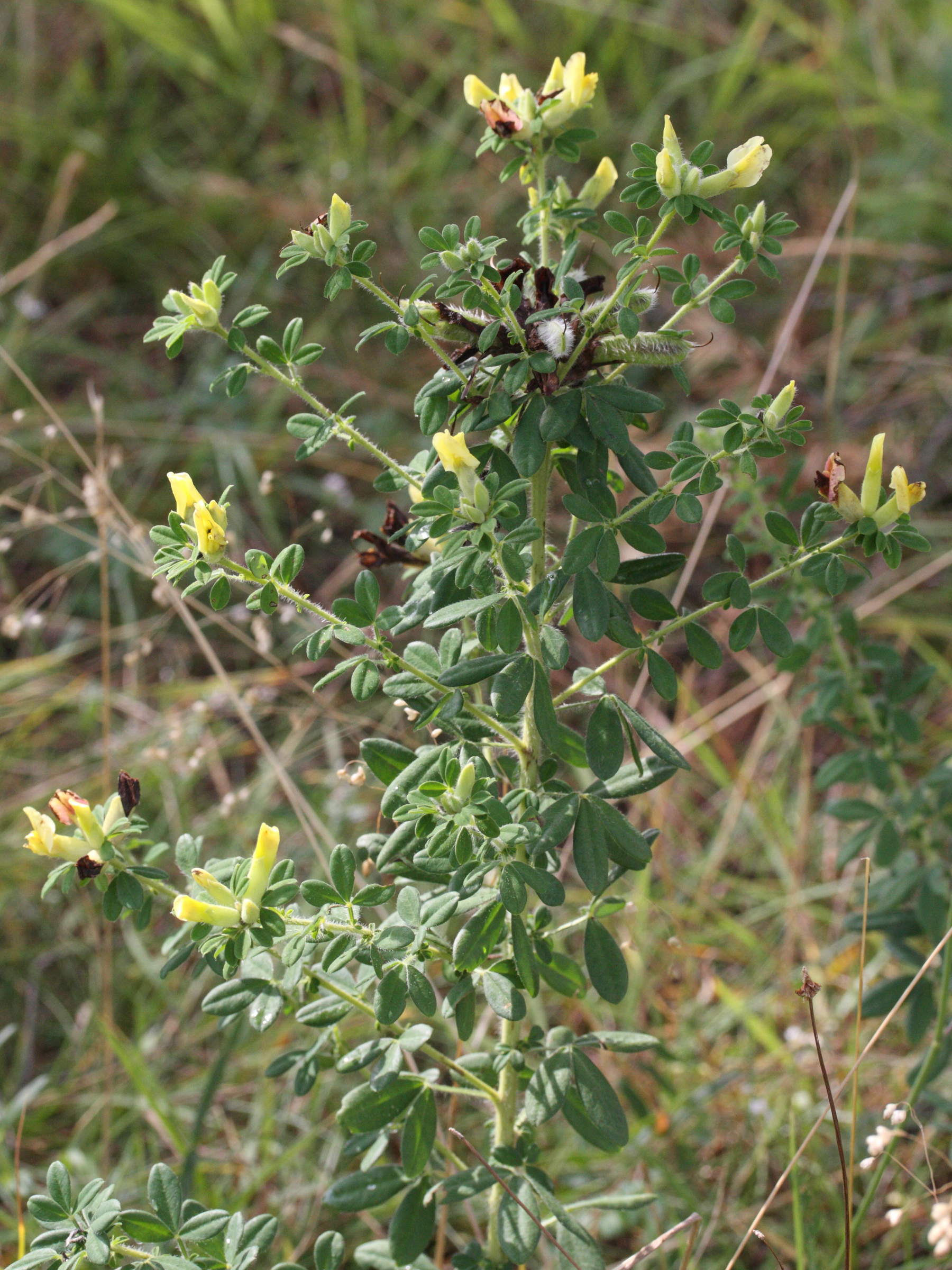 cytisus_hirsutus2md