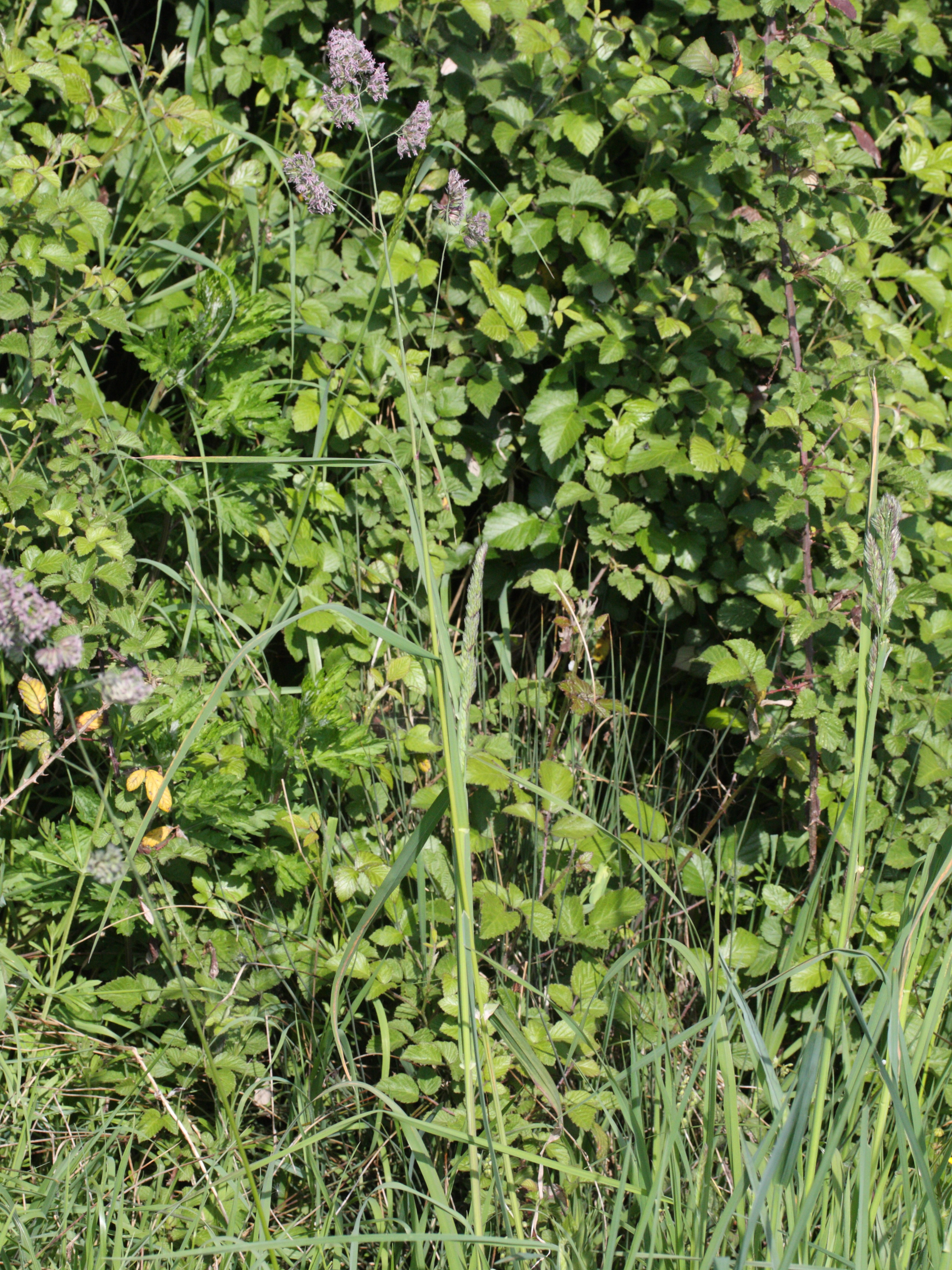 dactylis_glomerata1amd