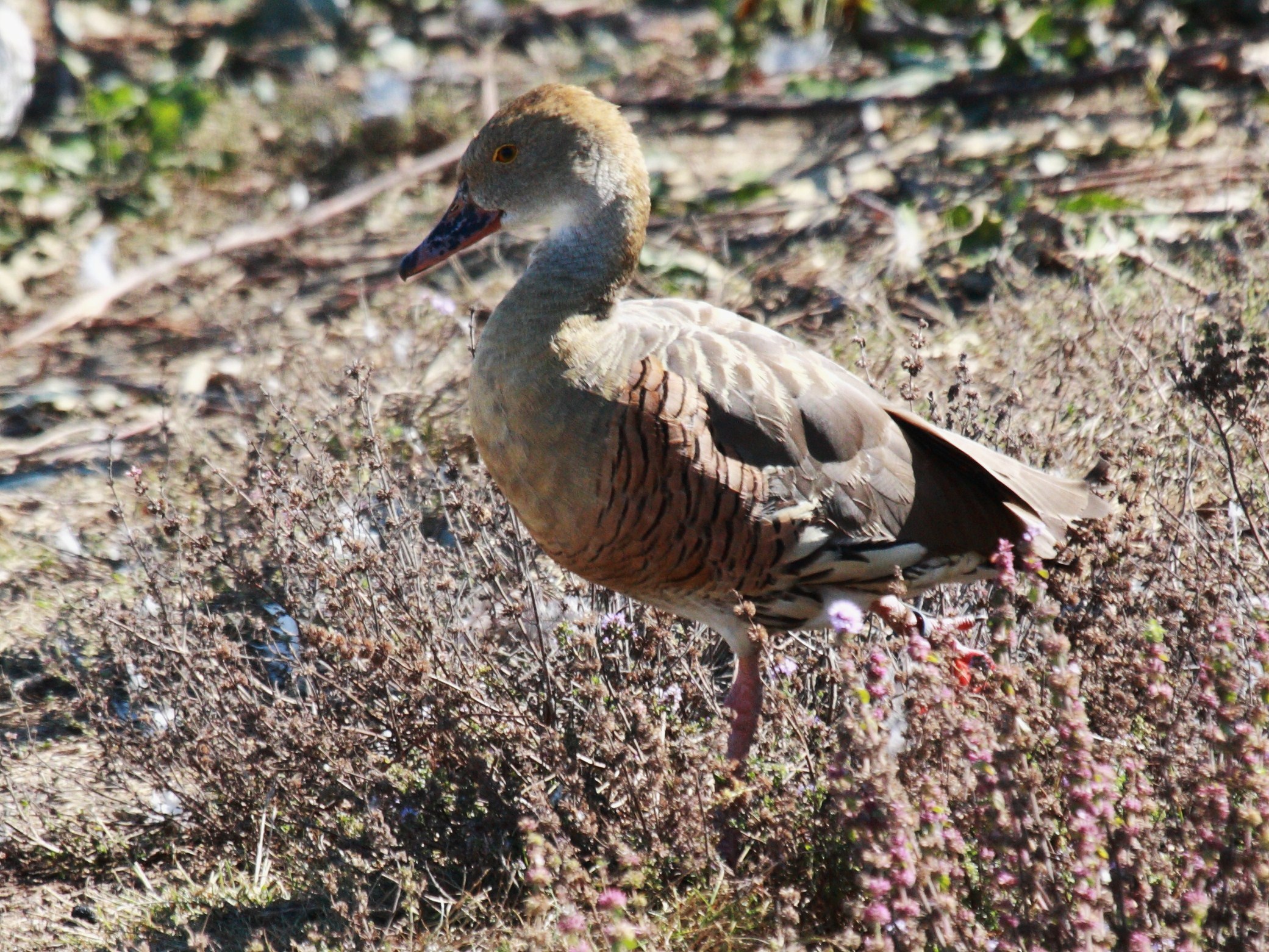 dendrocygne_d-eyton_-_dendrocygne_eytoni2bd