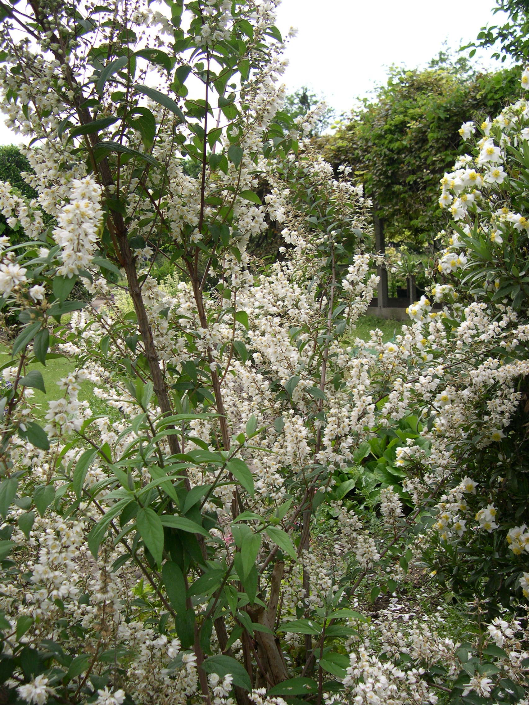 deutzia_scabra1md