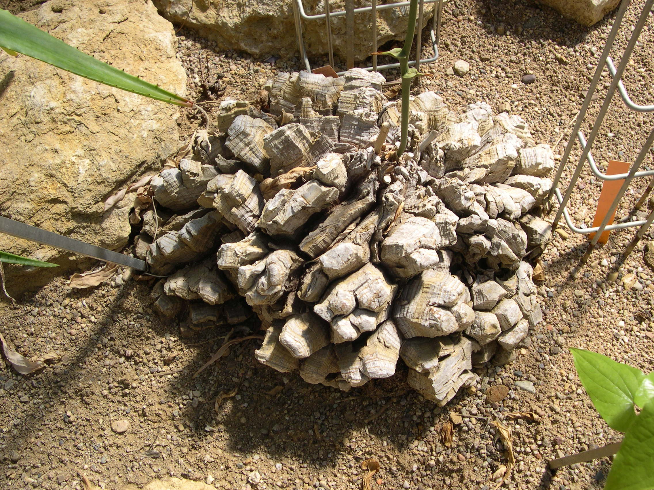 Afficher le média dioscorea_elephantipes1md dioscorea_elephantipes1md