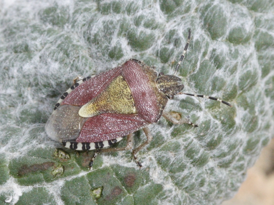 dolycoris_baccarum2md