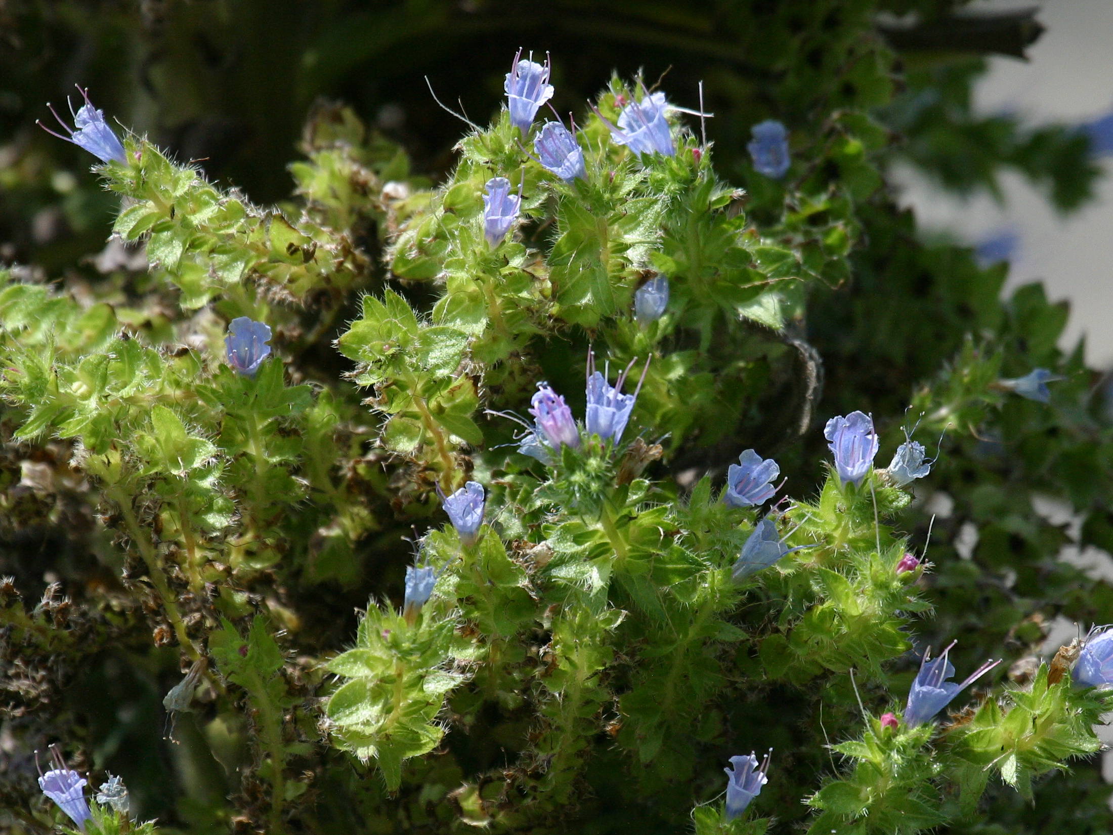 echium_pininana2bd