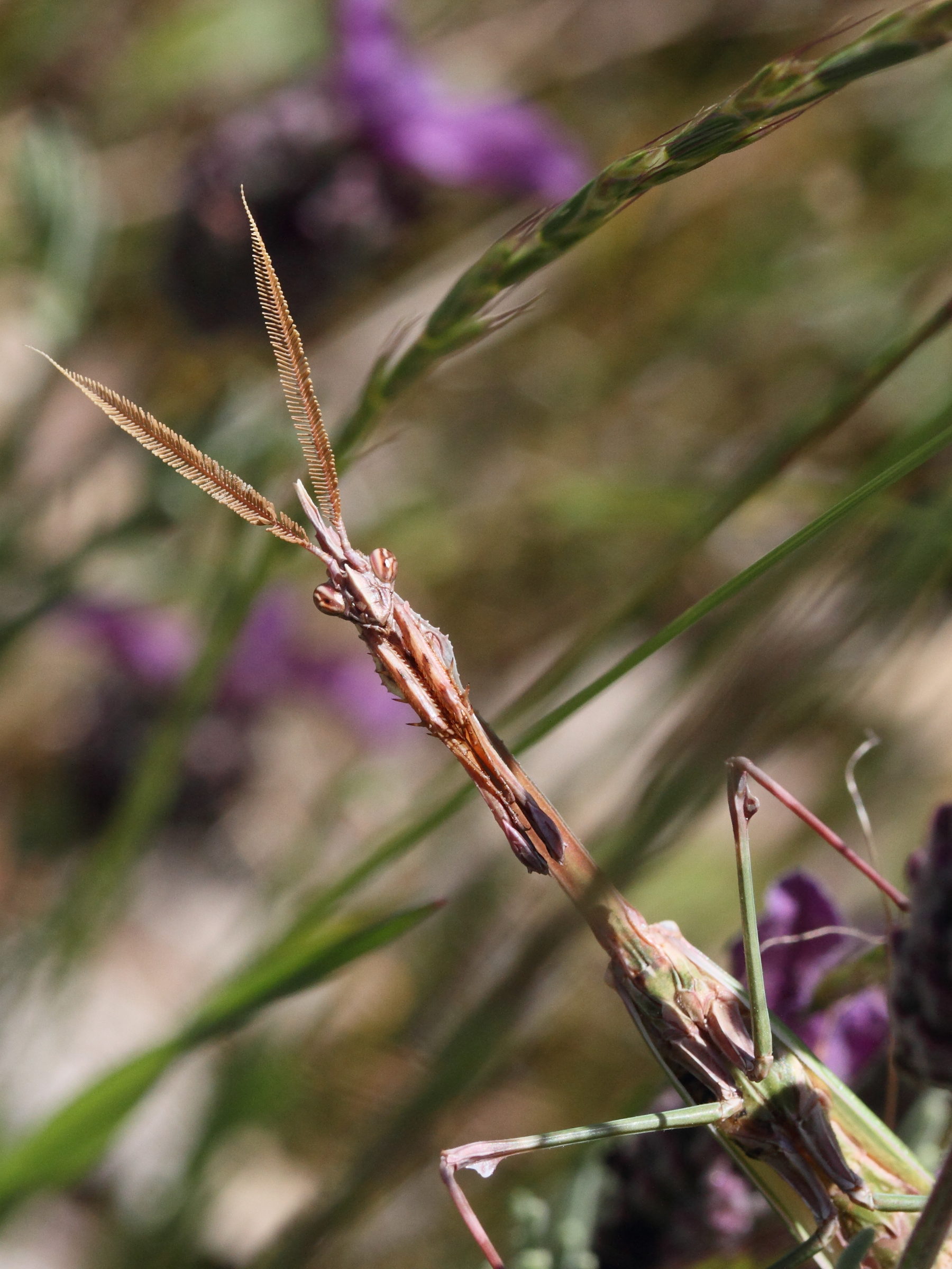 empusa_pennata5md