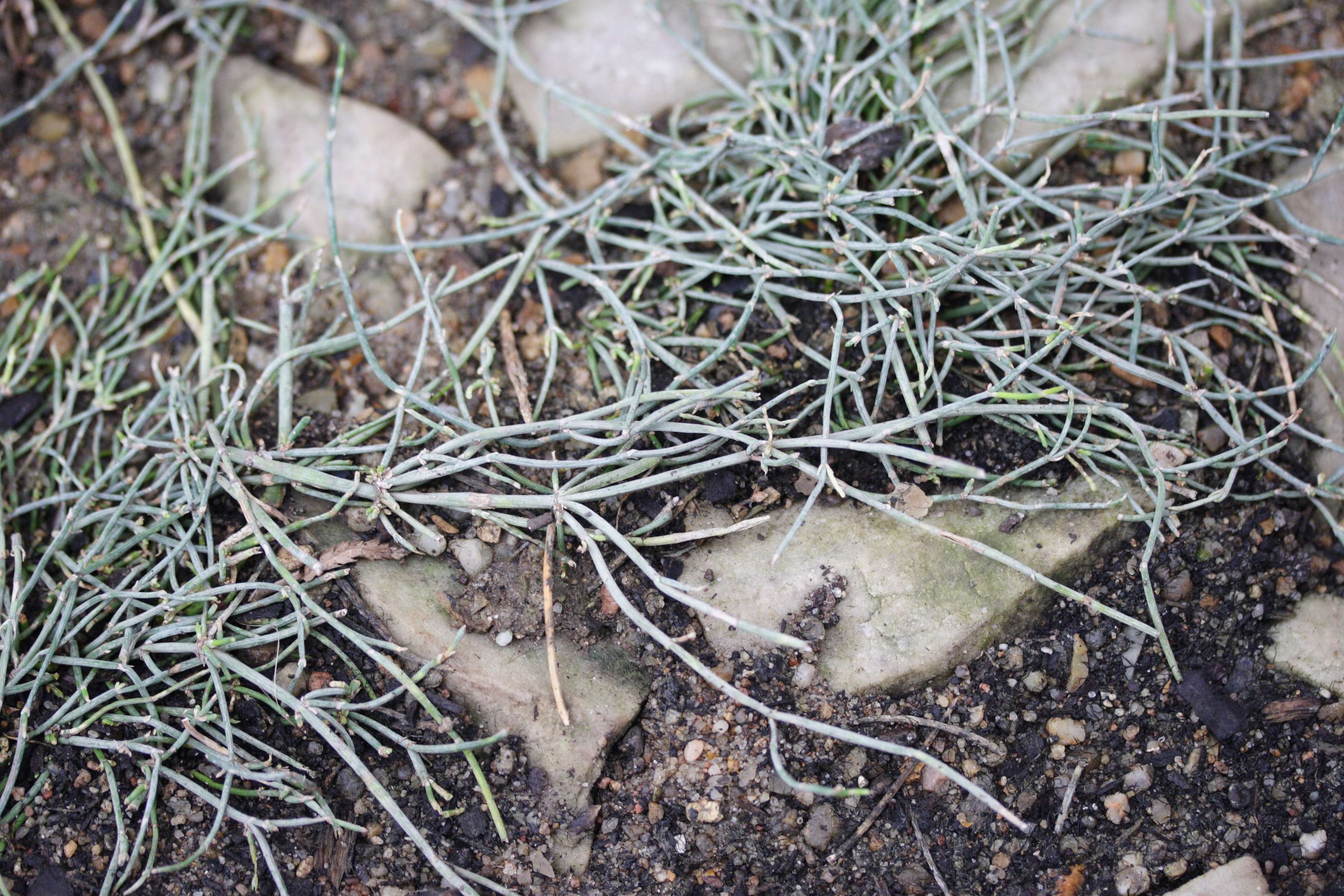 ephedra_monosperma1md