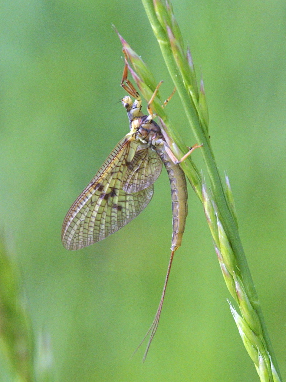 Afficher le média ephemera_vulgata1md ephemera_vulgata1md