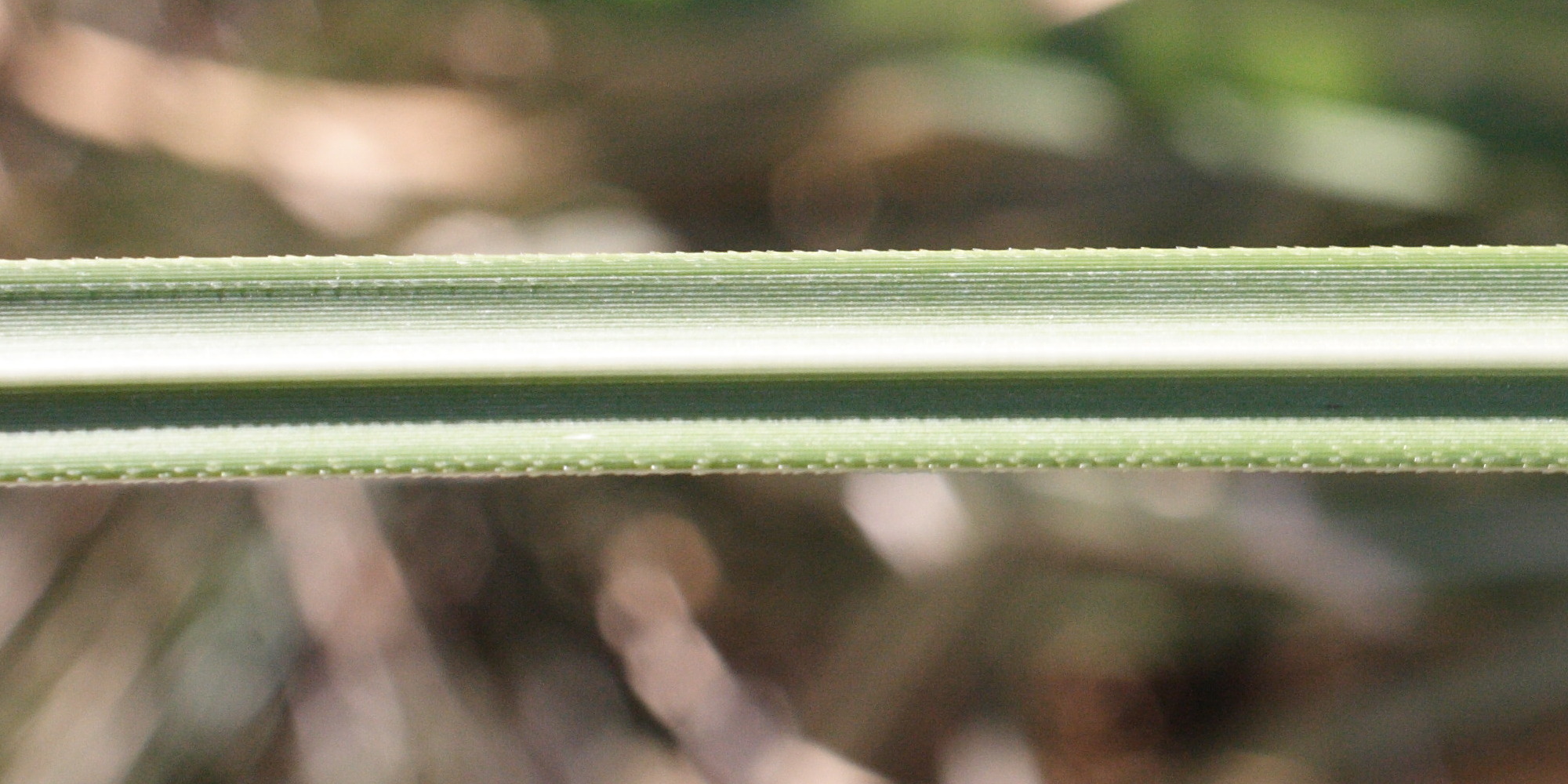 erianthus_ravennae2md