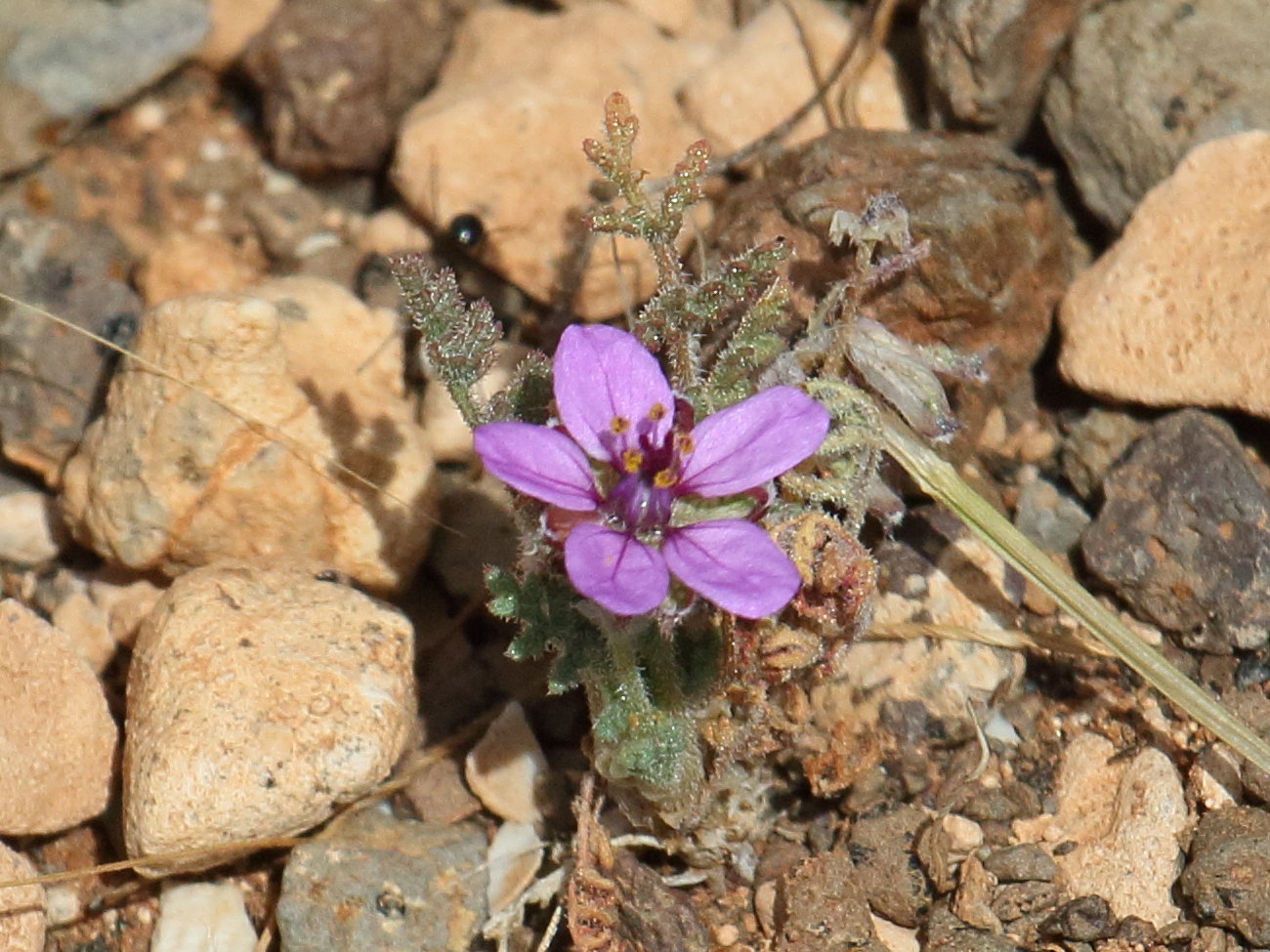 erodium_cicutarium_nain4bd