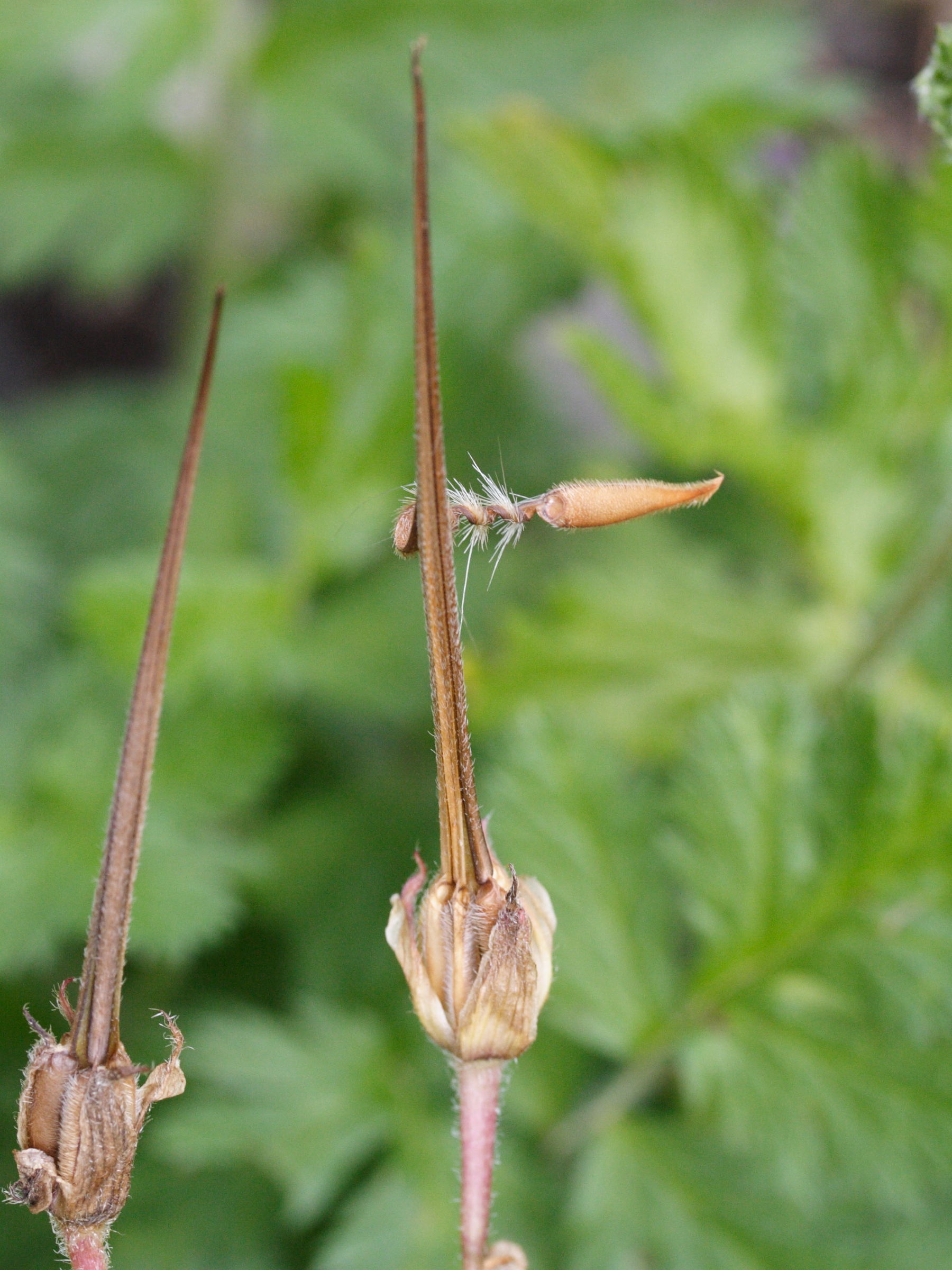 Afficher le média erodium_manescavii3md erodium_manescavii3md
