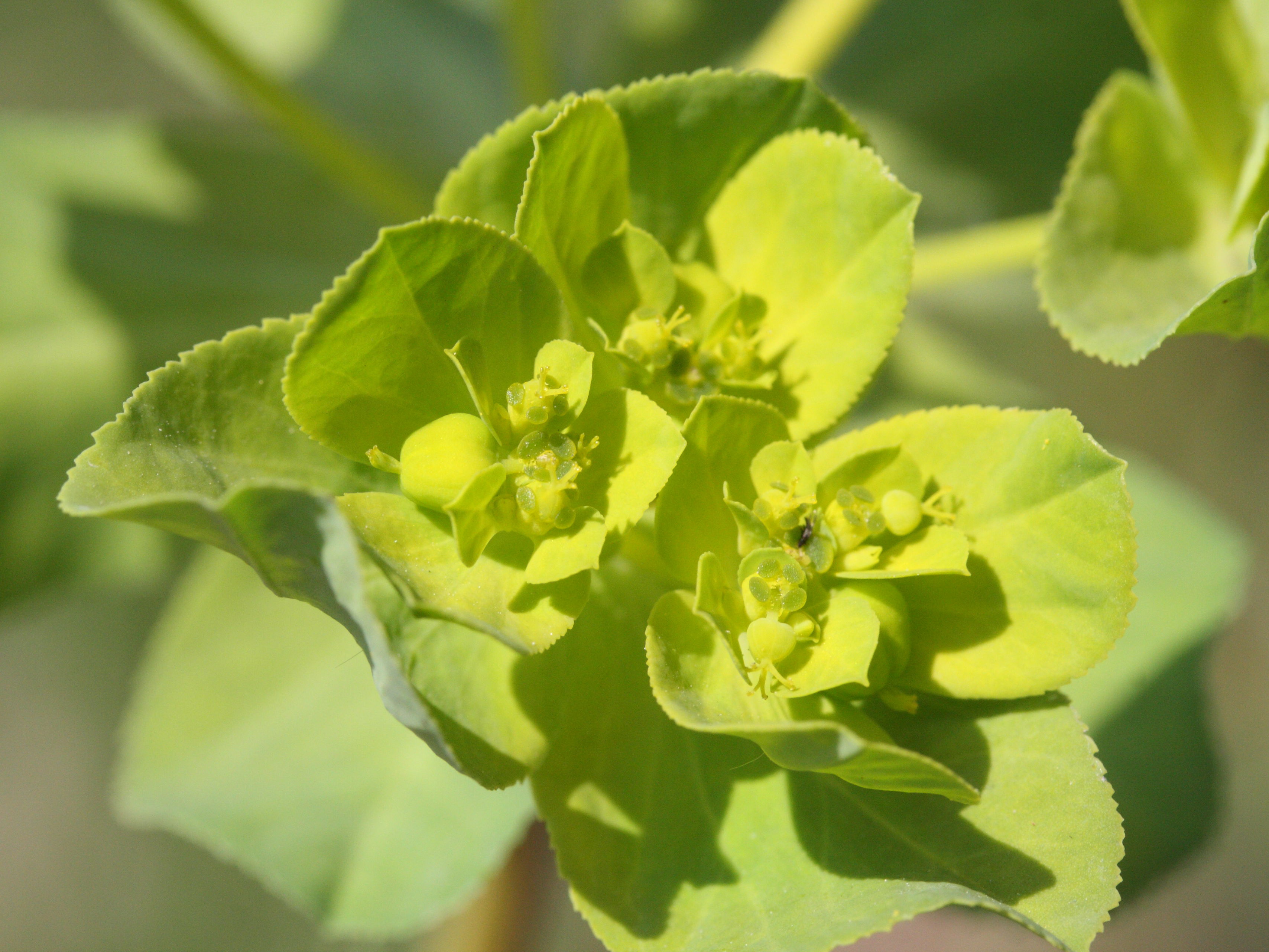 Afficher le média euphorbia_helioscopa2md euphorbia_helioscopa2md