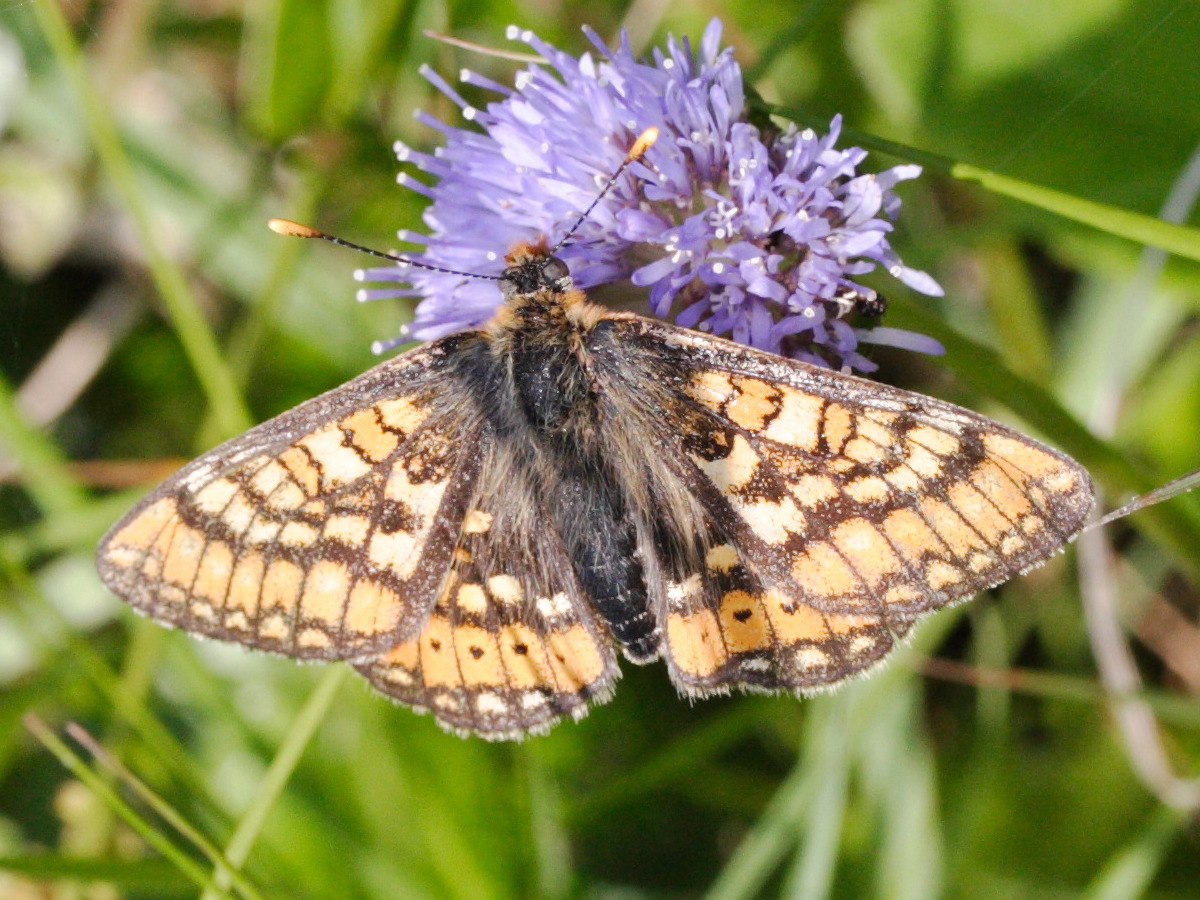 Euphydryas_aurinia
